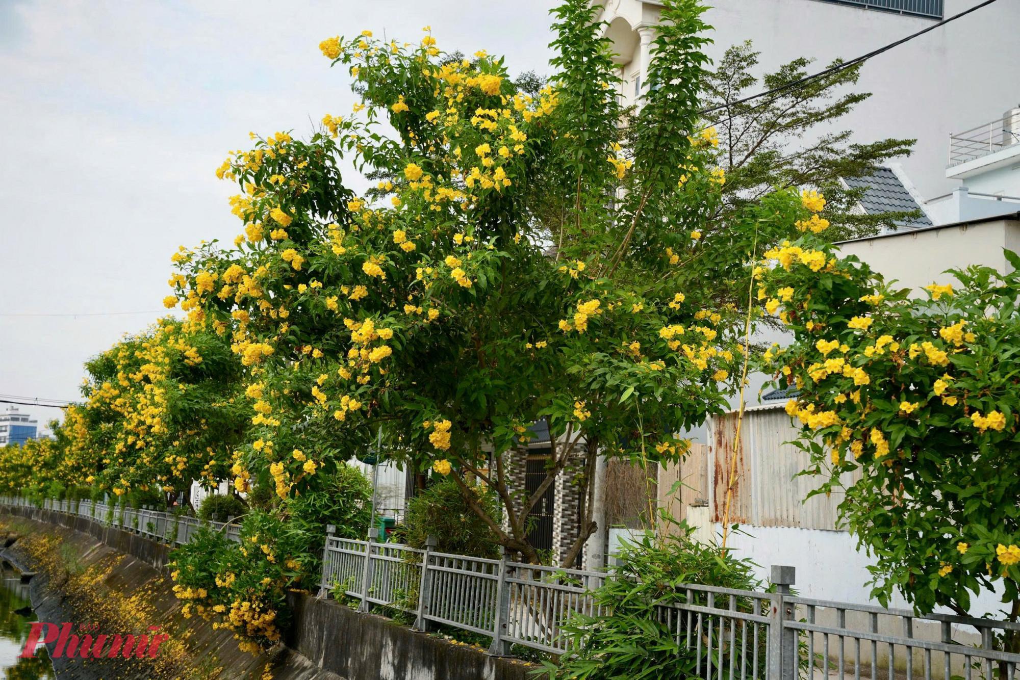 Hoa chuông nở rộ dọc các tuyến đường ven kênh