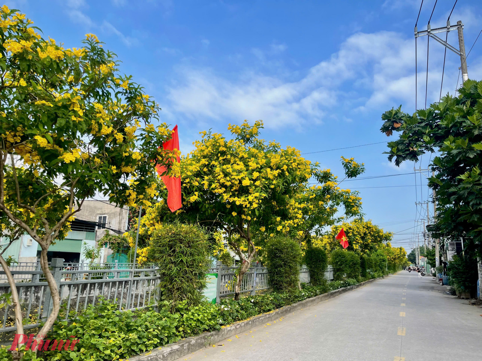 Sắc vàng hoa chuông nở dọc tuyến kênh tại Đường TL 37, Phường An Phú Đông, TPHCM.