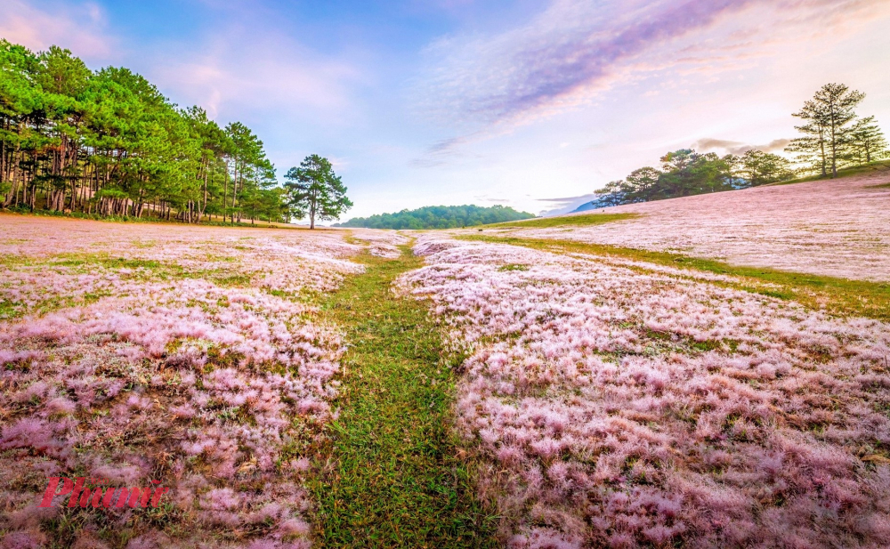 Mùa cỏ hồng chỉ kéo dài trong thời gian ngắn ngủi. Ảnh: Quý Saigon