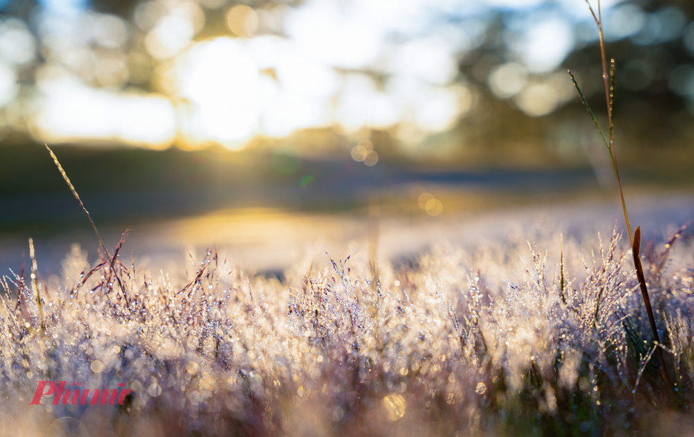 Cận cảnh loài cỏ đặc trưng của Đà Lạt vào mùa cuối năm. Chính lớp sương dày này đã tạo nên tên gọi 'cỏ tuyết' trước khi mặt trời lên cao và để lộ sắc hồng tím nguyên bản. Ảnh: Lại Thế Anh