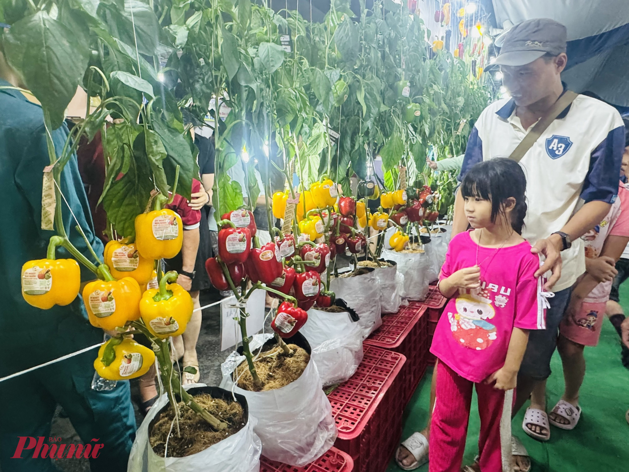 Gian hàng ớt chuông là đông khách nhất là vì ớt còn trên cây