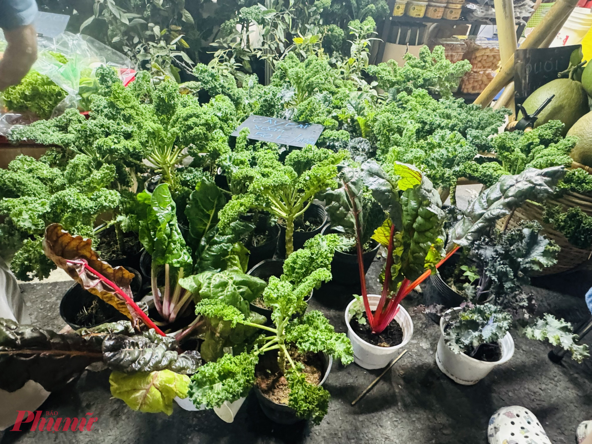 Các loại cải xoăn vẫn còn được trồng trong chậu, giá bán là 50.000 đồng/cây