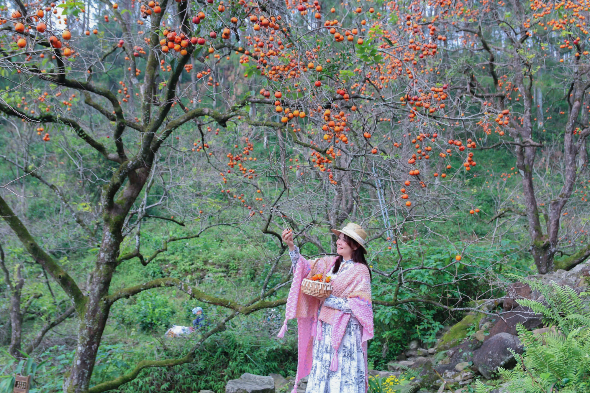 Tự tay hái hồng chín cây, thưởng thức ngay tại vườn - Ảnh: Khánh Trung