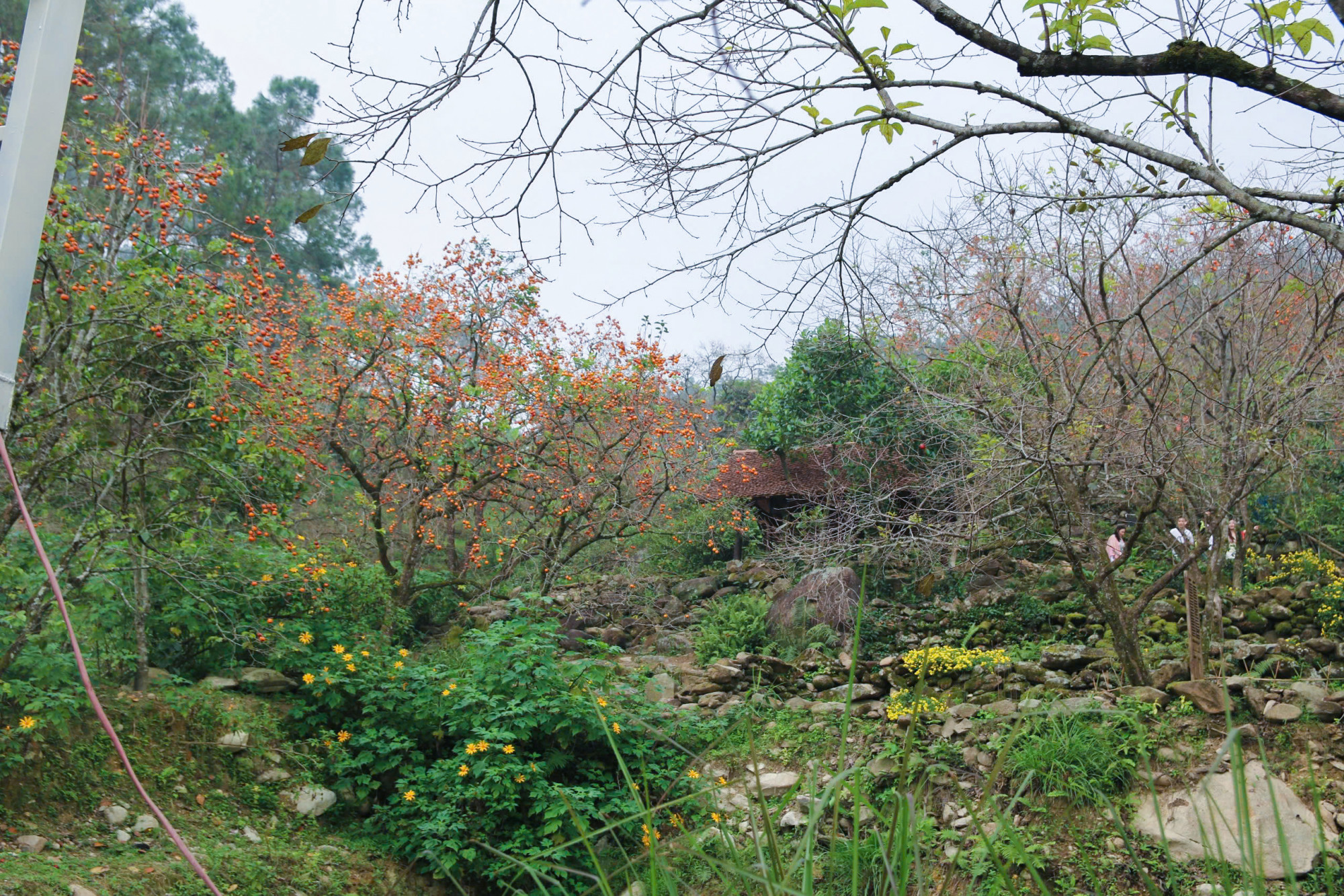 Những vườn hồng cổ dưới chân núi Đại Huệ bước vào thời khắc đẹp nhất trong năm - Ảnh: Phan Ngọc