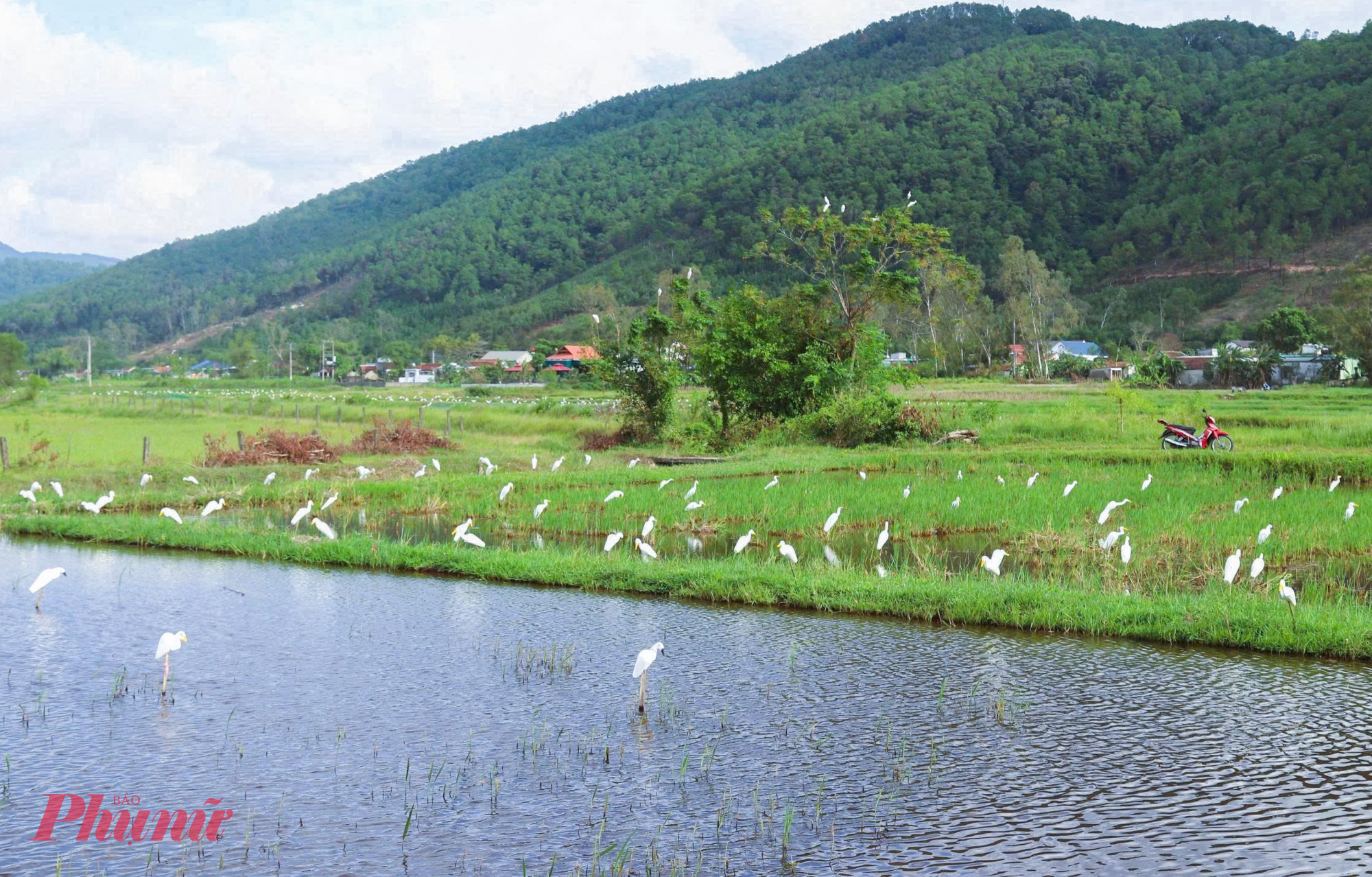 Bẫy chim trời bằng nhựa và chim giả thường được giăng trên những cánh đồng ở tỉnh Nghệ An trong mùa chim di cư