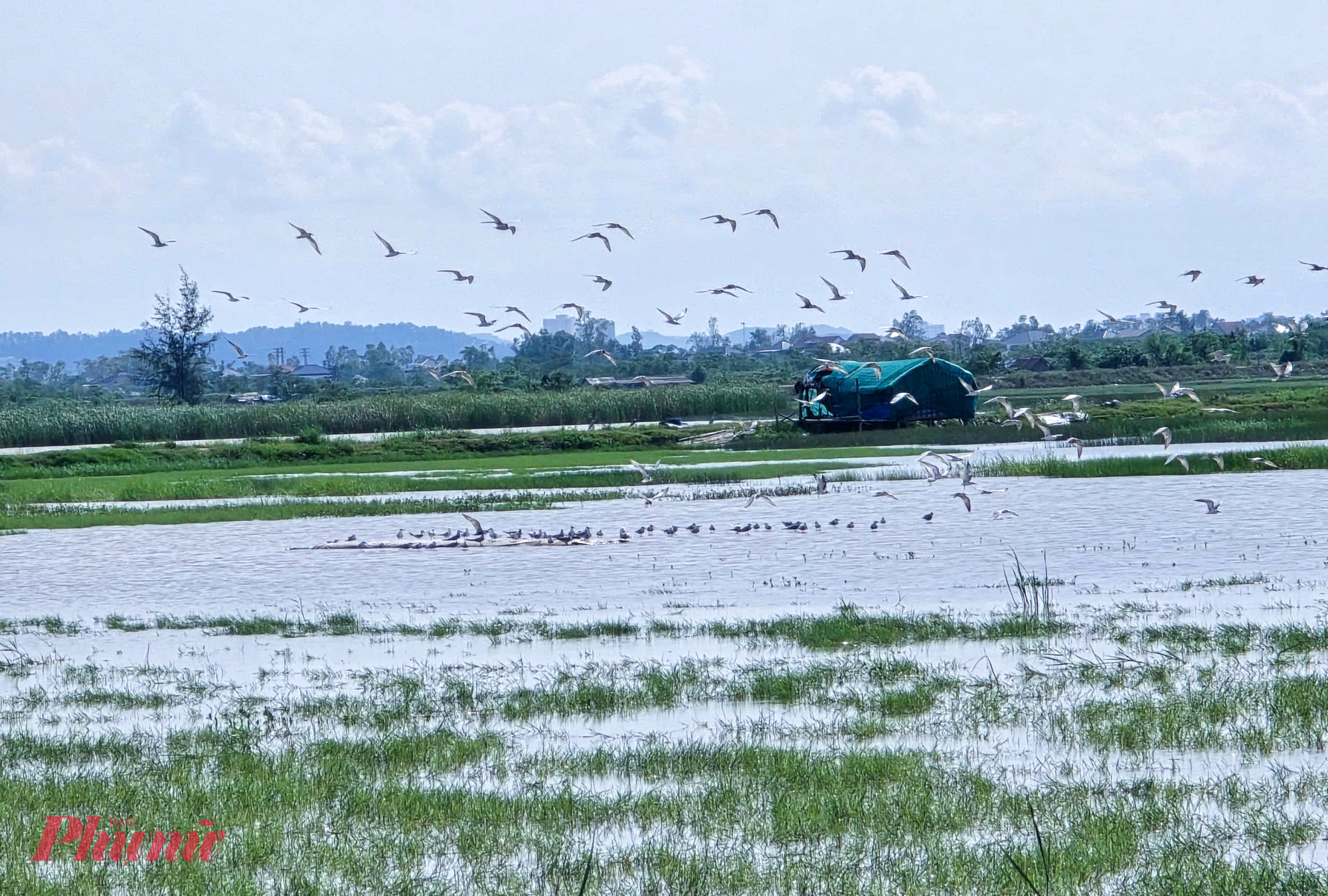 Dựng lán đặt bẫy chim trời mùa di cư ở tỉnh Hà Tĩnh
