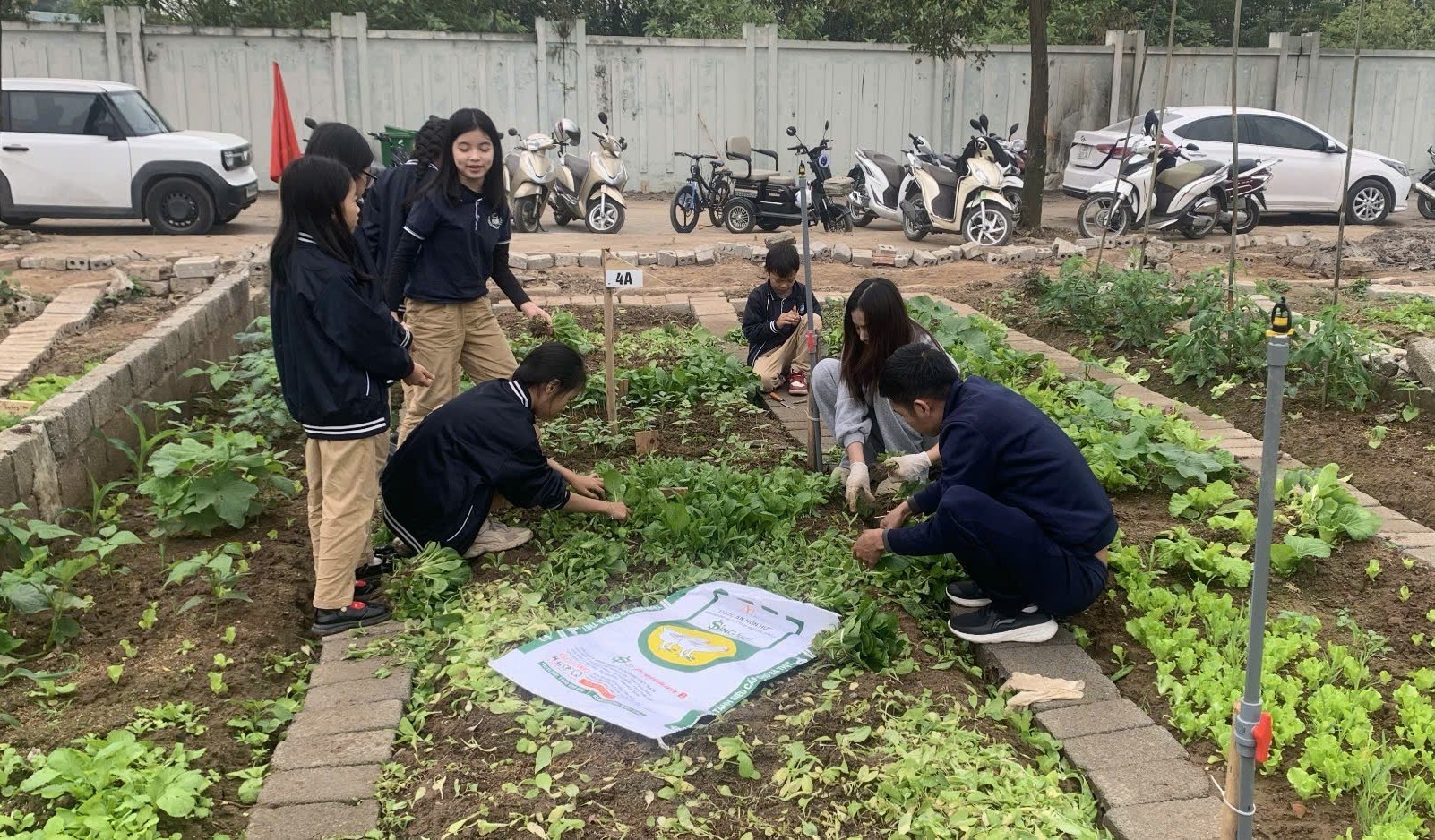 Cha mẹ và các con cùng thu hoạch rau trong vườn thực nghiệm của trường