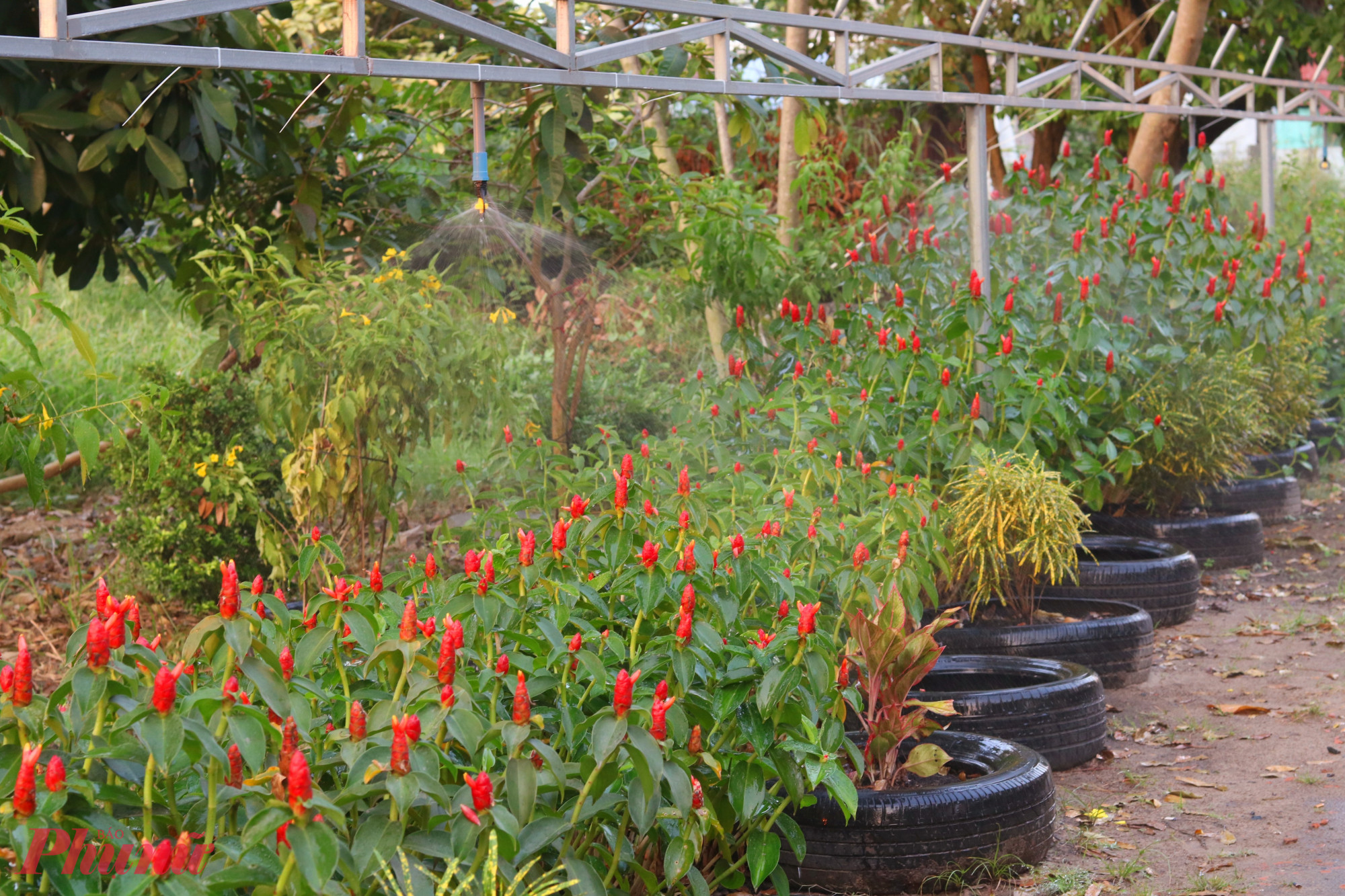 Hội lắp hệ thống tưới nước tự động cho tuyến đường hoa - Ảnh: Mẫn Nhi