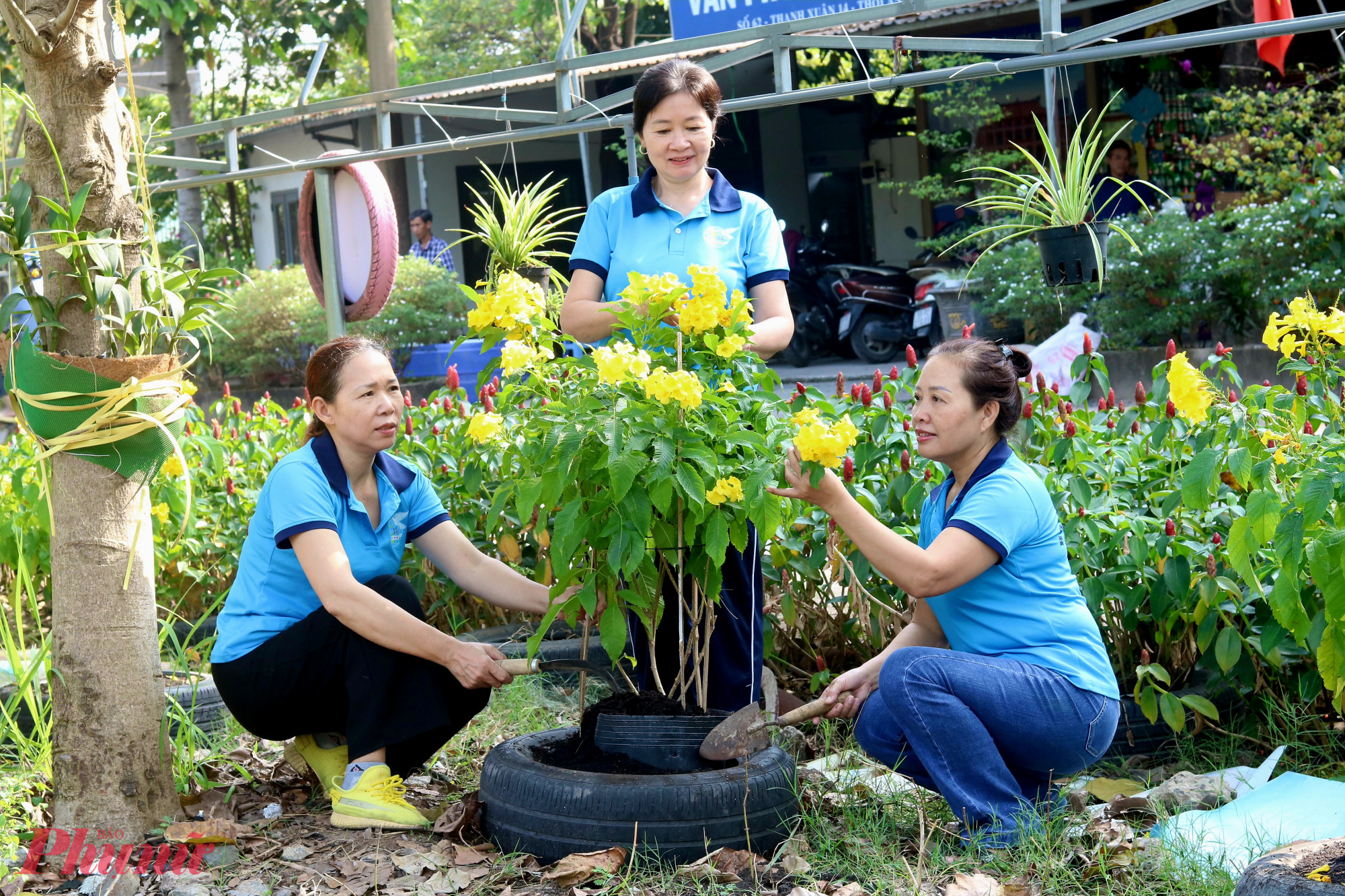 Cán bộ, hội viên phụ nữ khu phố 50 cuốc đất, trồng và chăm sóc các cây hoa muồng hoàng yến - Ảnh: Mẫn Nhi