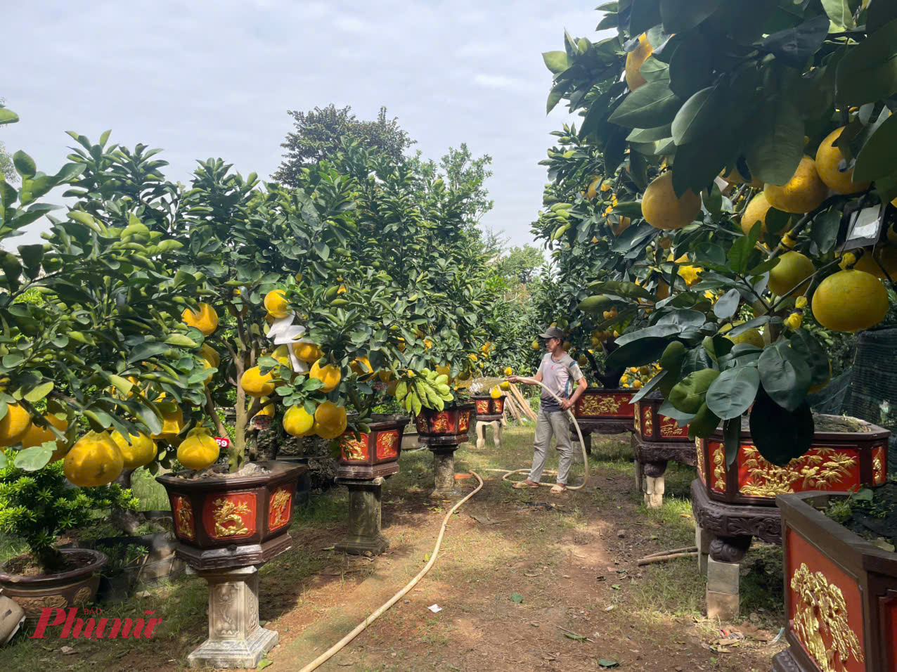 Trao đổi với phóng viên báo Phụ nữ TPHCM, anh Cao Quang Hà, quản lý nhà vườn Thanh Giang, cho biết sản lượng bưởi Diễn năm nay giảm khoảng 70%, chủ yếu do tác động kéo dài của bão Yagi từ năm ngoái. “Nhiều vườn bị gãy cành, rụng quả, số cây đạt chuẩn để bán Tết không còn nhiều. Có tiền chưa chắc đã mua được cây đẹp”, anh Hà nói.