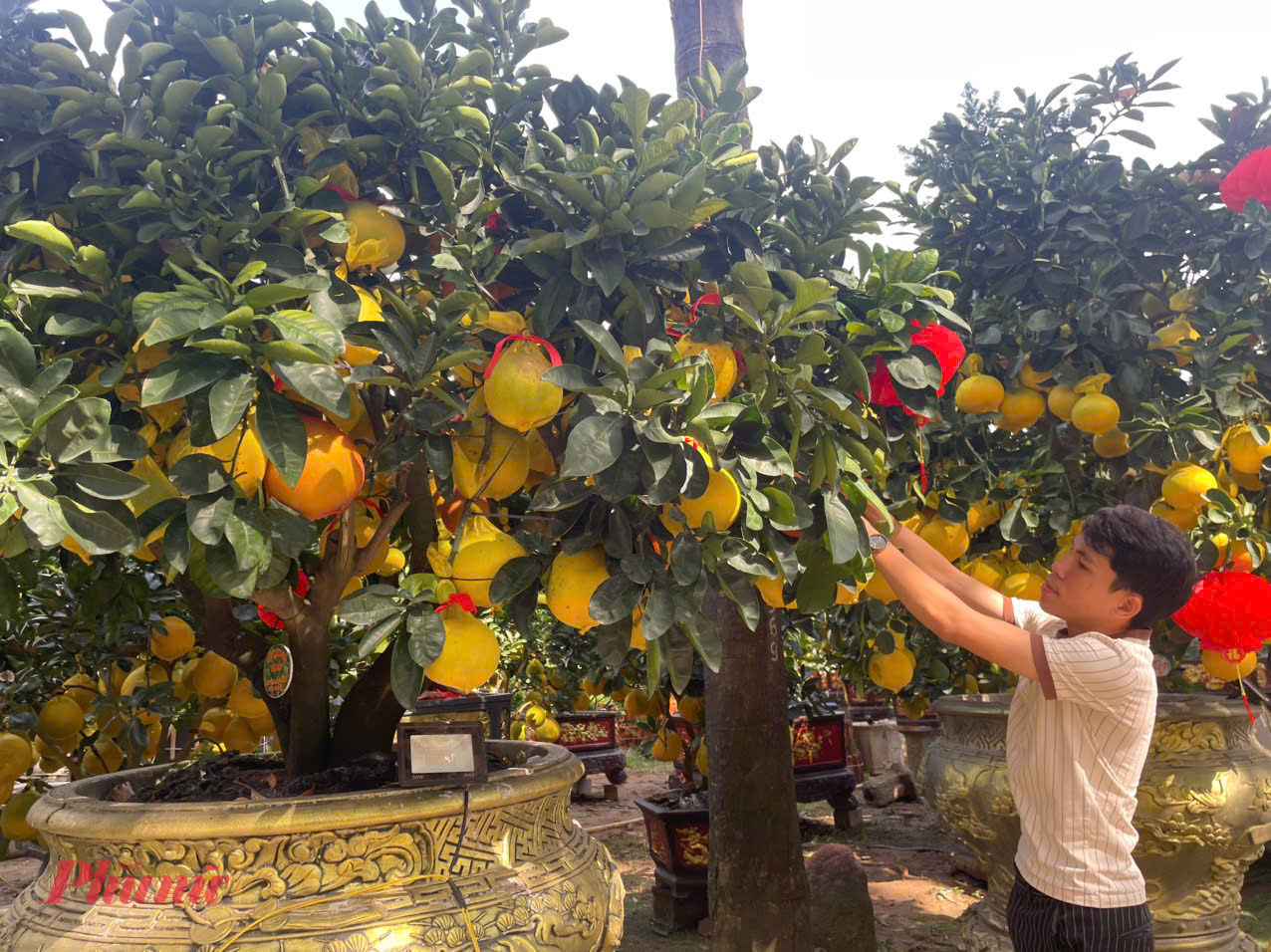 Anh Cao Quang Hà, quản lý nhà vườn Thanh Giang, cho biết sản lượng bưởi Diễn năm nay giảm khoảng 70%, chủ yếu do tác động kéo dài của bão Yagi từ năm ngoái.