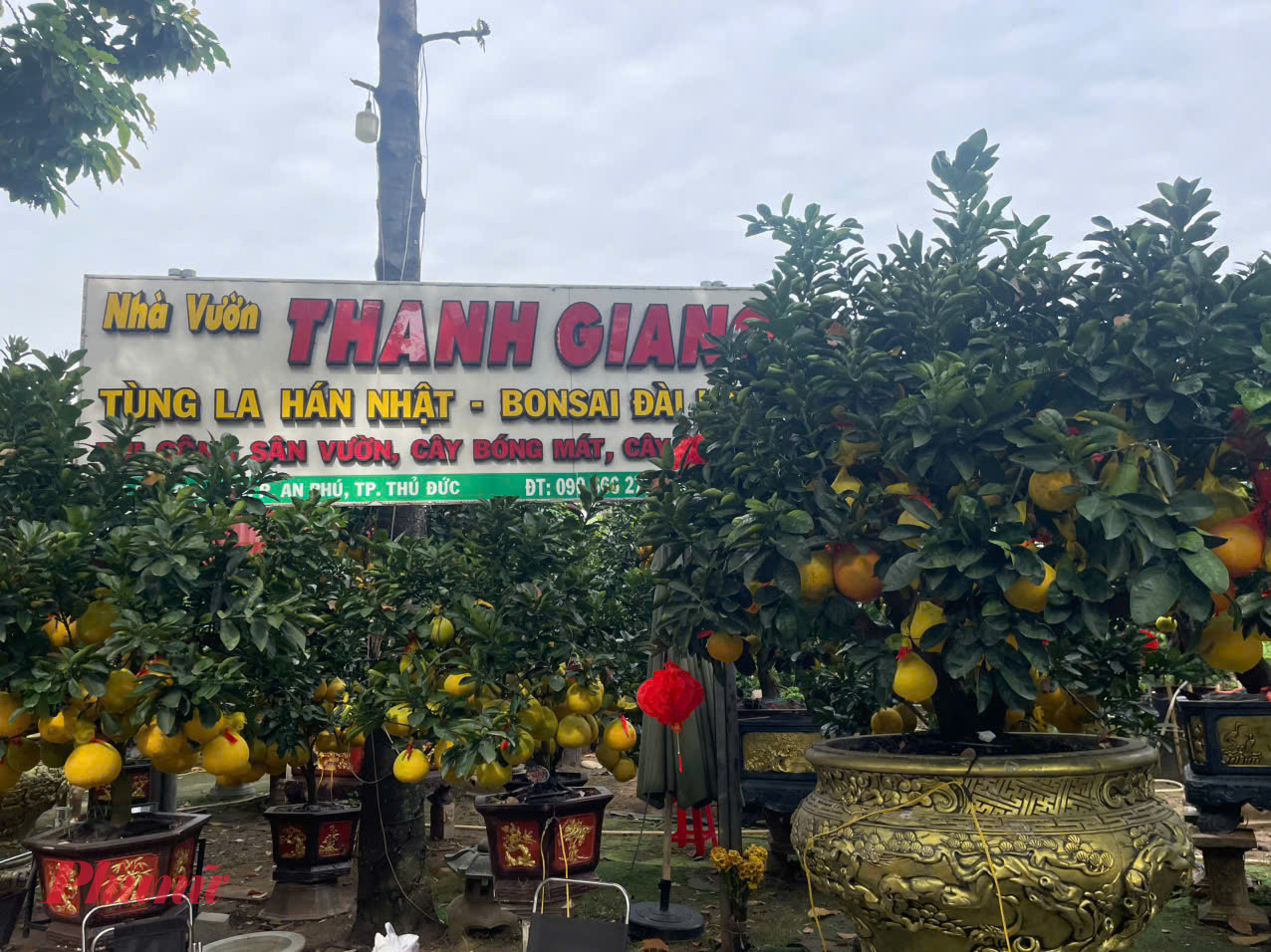 Việc đưa bưởi Diễn từ miền Bắc vào TPHCM từ sớm cũng đặt ra yêu cầu cao về kỹ thuật chăm sóc và bảo quản. Do chênh lệch nhiệt độ và độ ẩm giữa hai miền, nhà vườn phải điều chỉnh chế độ tưới lên đến ba lần mỗi ngày để cây thích nghi, tránh hiện tượng “sốc nhiệt” khiến trái khô cuống, nhanh xuống dáng. Nhờ đó, bưởi có thể trưng qua Tết vẫn giữ phom, khi hạ xuống ăn vẫn đảm bảo chất lượng, hương vị. “So với cùng kỳ năm ngoái, tiến độ bán ra đến thời điểm này đang khả quan hơn. Nếu thị trường không có biến động bất thường, nhiều khả năng lượng hàng sẽ được tiêu thụ hết trước Tết”, anh Hà nhận định.