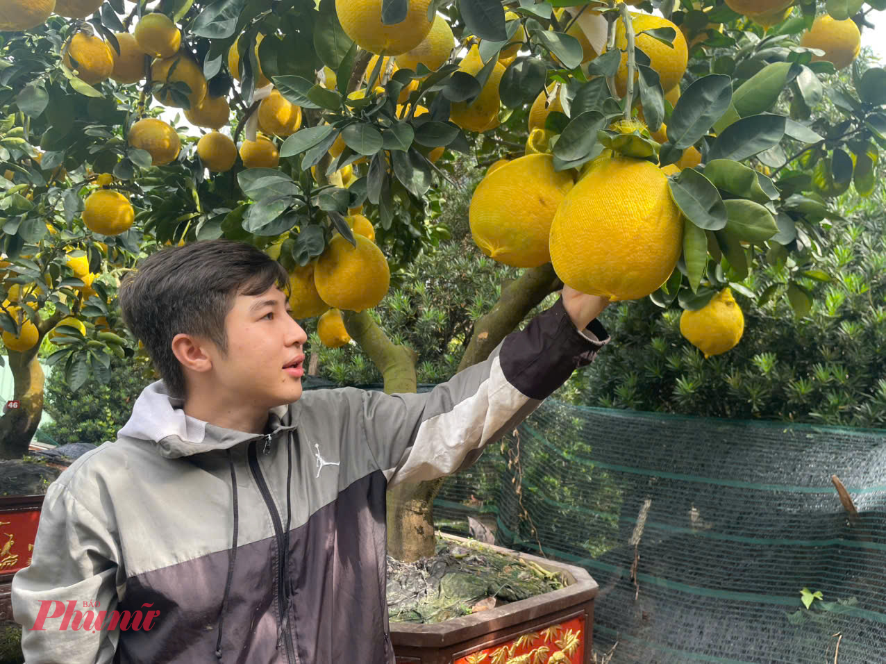 Nguồn cung sụt giảm kéo theo mặt bằng giá tăng mạnh. So với Tết năm ngoái, giá bưởi Diễn năm nay tăng gần gấp đôi, đặc biệt ở nhóm cây bề thế, dáng đẹp. 