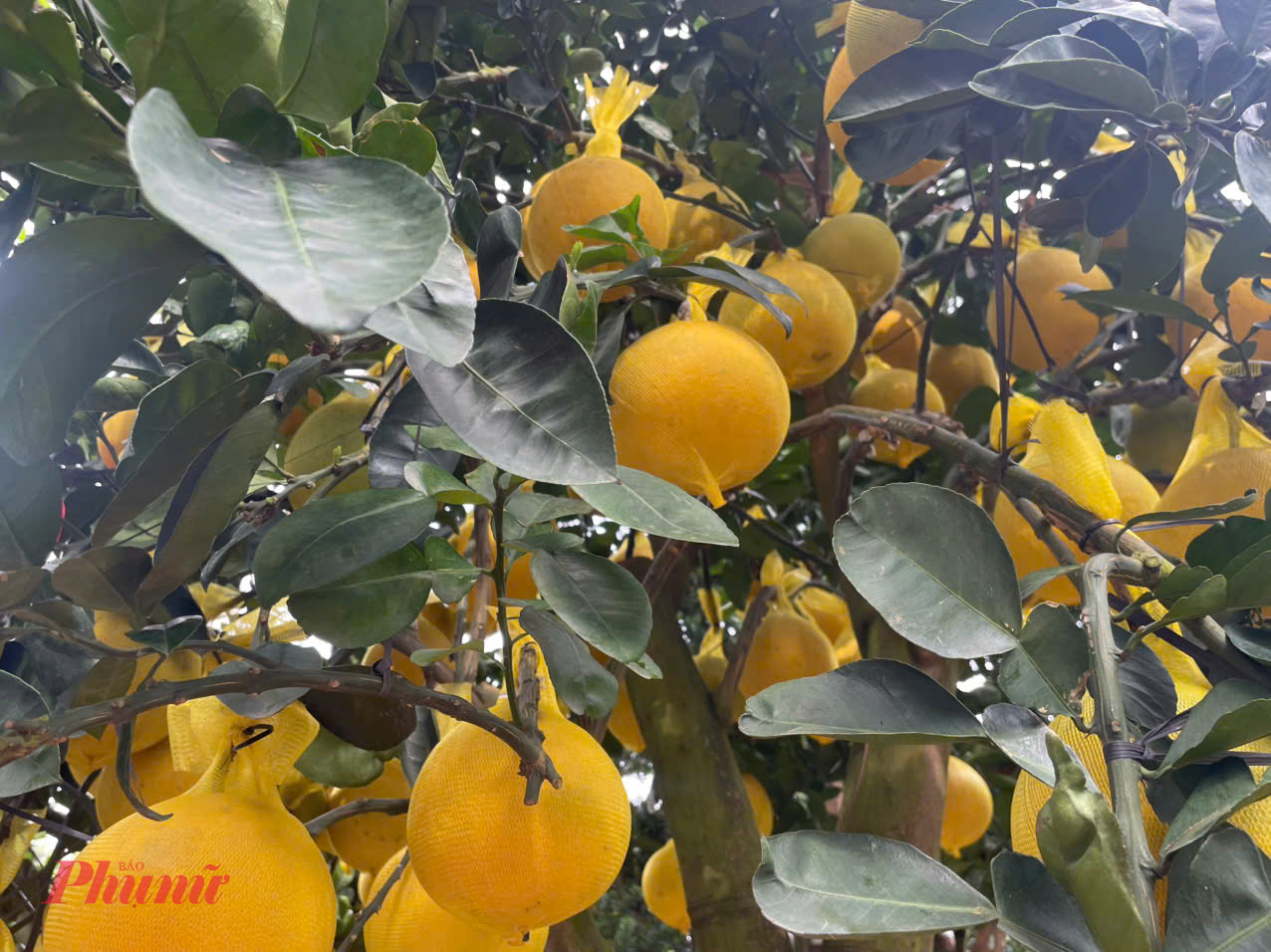 Nguồn cung sụt giảm kéo theo mặt bằng giá tăng mạnh. So với Tết năm ngoái, giá bưởi Diễn năm nay tăng gần gấp đôi, đặc biệt ở nhóm cây bề thế, dáng đẹp. Cụ thể, bưởi size nhỏ năm ngoái dao động khoảng 5,5 triệu đồng/cây, thì năm nay phổ biến từ 7,5-9 triệu đồng/cây. Với bưởi size trung và size lớn, giá bán tùy dáng và số lượng quả, dao động từ vài chục triệu đồng mỗi cây. Những cây đạt chuẩn, tán lớn, quả đều được bán với giá khoảng 45-50 triệu đồng/cây. 