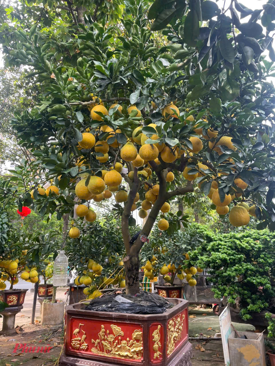 Dù giá tăng mạnh, sức mua bưởi Diễn Tết năm nay được đánh giá tích cực. Theo đại diện nhà vườn, khách bắt đầu hỏi mua từ sớm. “Tính đến giữa tháng 12 năm nay, chúng tôi đã giao khoảng 6 chậu lớn và 12 chậu nhỏ. Những năm trước, thời điểm này khách còn khá dè dặt”, anh Hà nói.