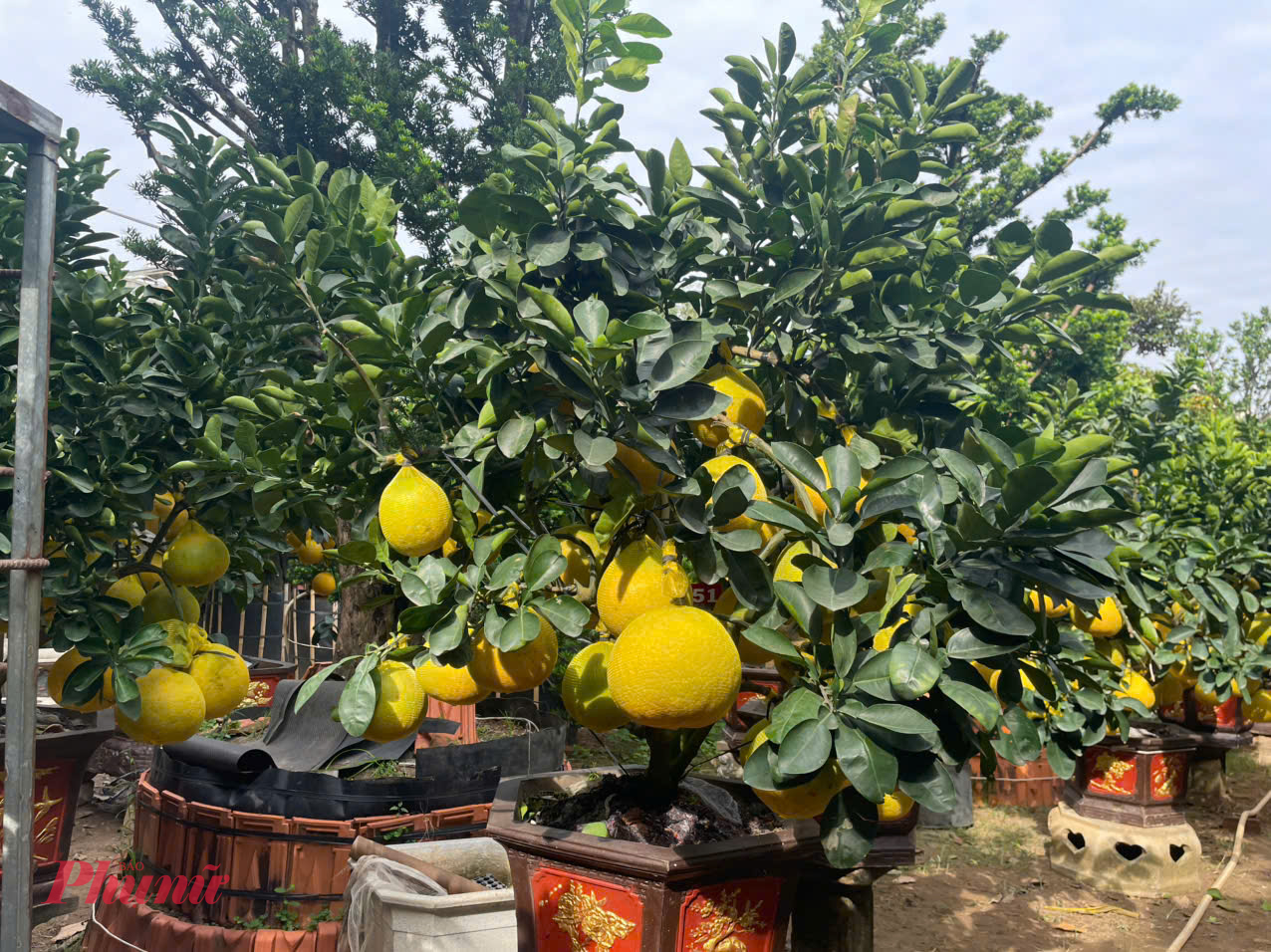 Theo đại diện nhà vườn, dù có thể chủ động nguồn cung vì có vùng trồng tại Hưng Yên, tổng lượng hàng đưa vào TPHCM để bán năm nay khá hạn chế, gồm hơn 100 chậu nhỏ và khoảng 30 chậu từ trung đến lớn. Trong đó, chậu lớn cao từ 2,3-3 m, phù hợp để trước biệt thự, văn phòng hoặc sảnh công ty. Với nhà phố diện tích vừa phải, nhiều khách chọn mua một cây thay vì mua cặp do kích thước tán lớn.