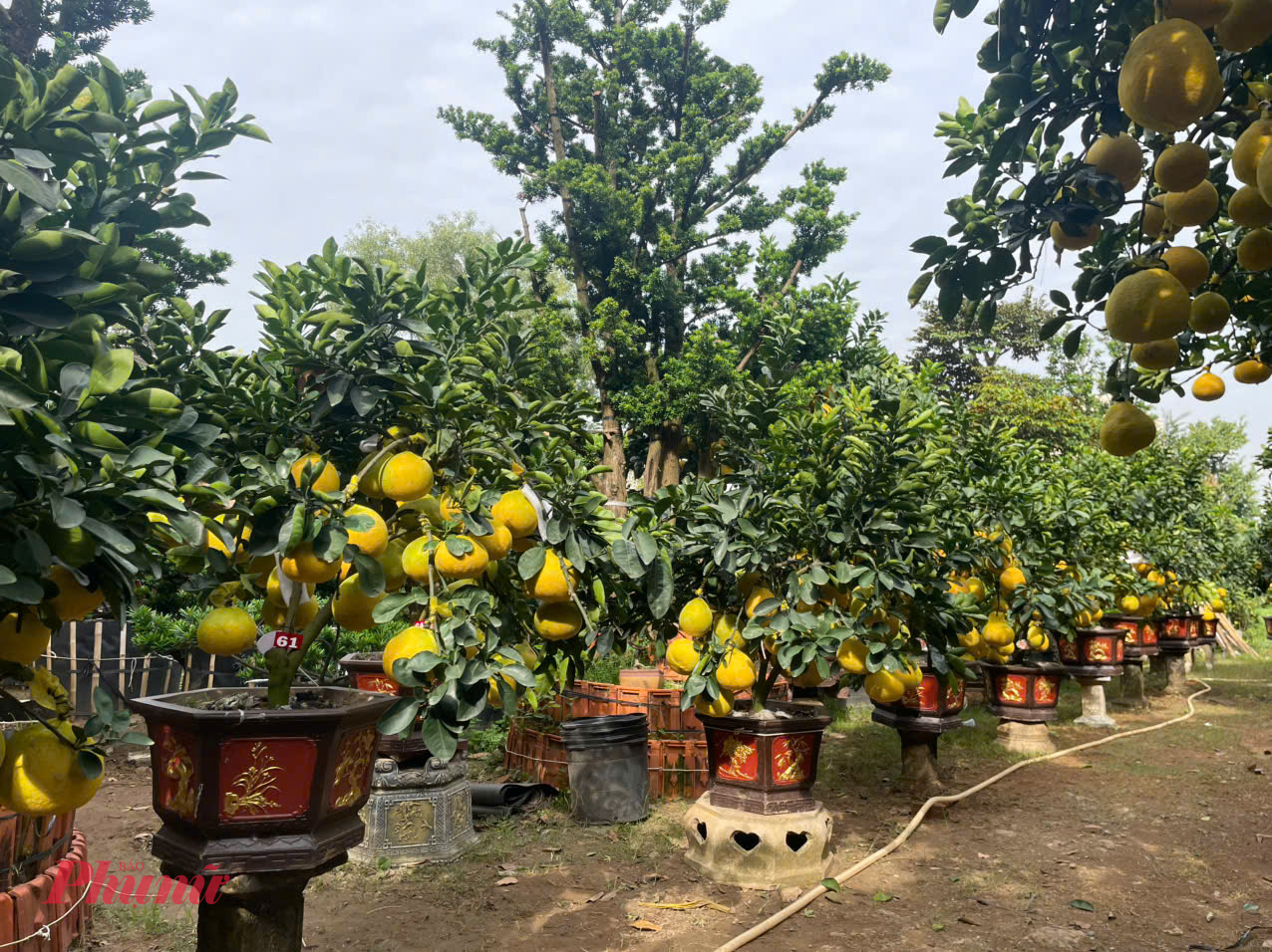 Điểm đáng chú ý của bưởi Diễn năm nay không chỉ nằm ở giá, mà ở chất lượng quả. “Cả bưởi nhỏ lẫn bưởi lớn đều bắt được quả thật. Cây nhỏ có từ 35-50 quả, trong khi cây lớn từ 70-150 quả, cá biệt có cây lên tới 200 quả. Tỷ lệ quả thật trên nhiều cây đạt 90-100%”, anh cho biết. Con số này khác nhiều với các năm trước, khi tỷ lệ quả ghép cao hơn quả phát triển từ gốc.