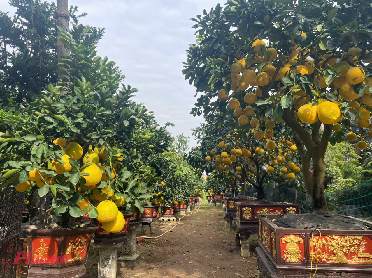 Những ngày cuối tháng 12, trên tuyến Mai Chí Thọ hướng về hầm sông Sài Gòn, nhiều người dễ dàng bắt gặp nhà vườn trưng bày bưởi Diễn chậu đỏ, trái chín vàng sum suê, thu hút ánh nhìn dù còn hơn tháng rưỡi nữa mới đến Tết.