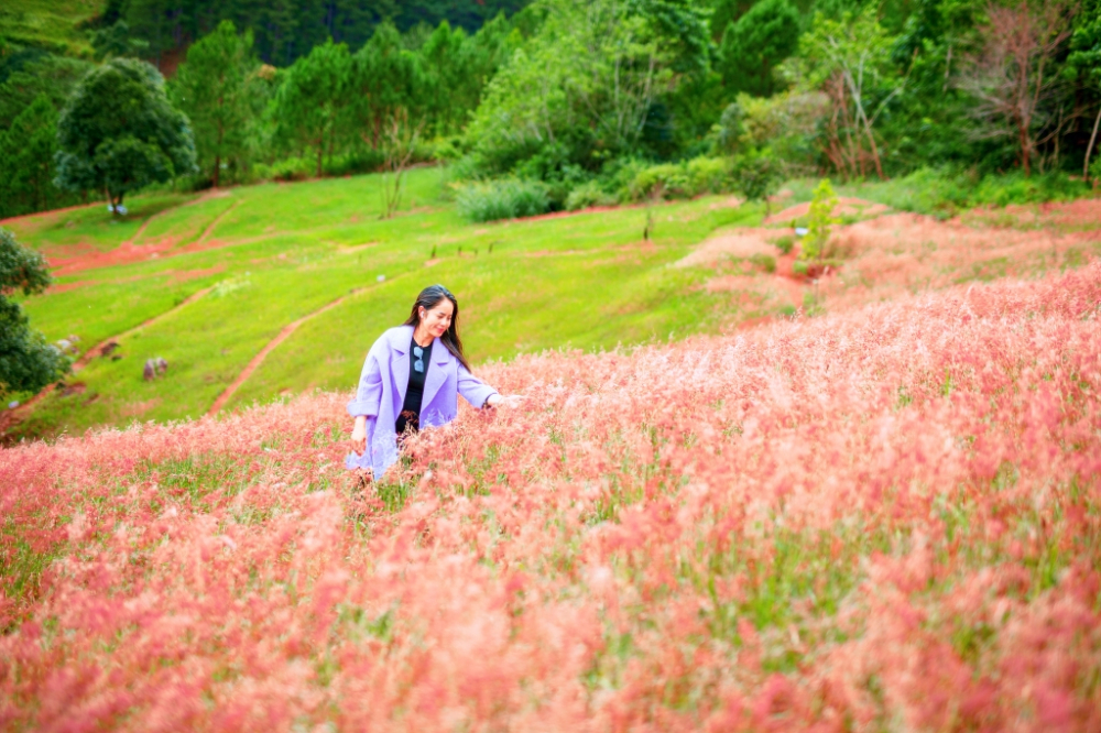 Đồi cỏ lau hồng mọc tự nhiên trên triền dốc tạo nên khung cảnh ấn tượng với tầm nhìn bao quát xuống sân golf và thung lũng phía xa. Ảnh: Quý Saigon