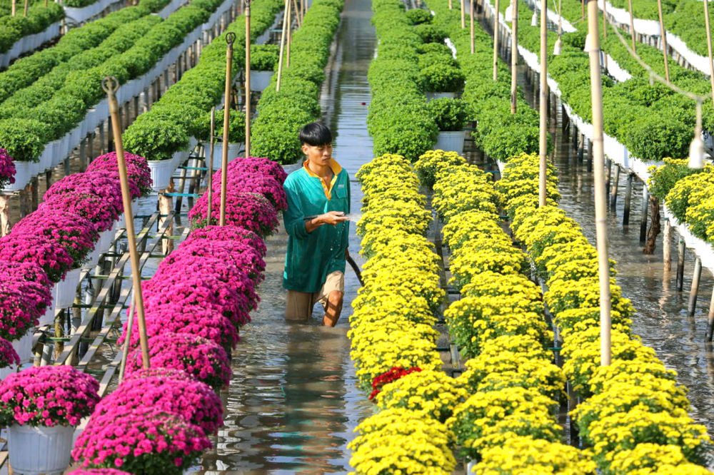 Cánh đồng hoa cúc nhiều màu sắc ở làng hoa Sa Đéc, tỉnh Đồng Tháp