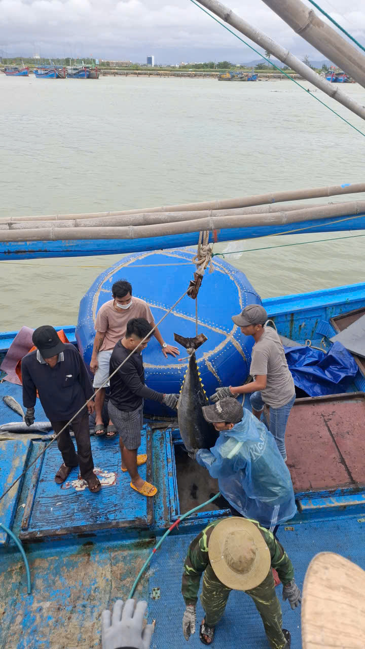 Dùng ròng rộc đưa cá ra khỏi hầm chứa cá của tàu câu cá ngừ đại dương- Ảnh: Mạnh Hoài Nam