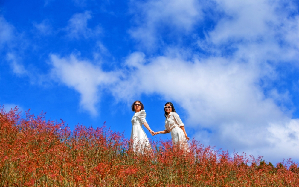 Đồi cỏ lau hồng tại đèo Sacom - Tuyền Lâm đang vào độ rực rỡ nhất, trở thành điểm check-in thu hút đông đảo du khách dịp cuối năm. Ảnh: Quý Saigon