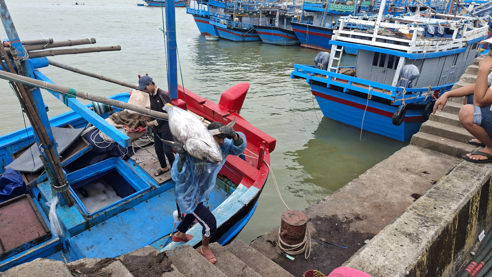 Công nhân vác cá ngừ đại dương lên bờ cảng- Ảnh: Mạnh Hoài Nam