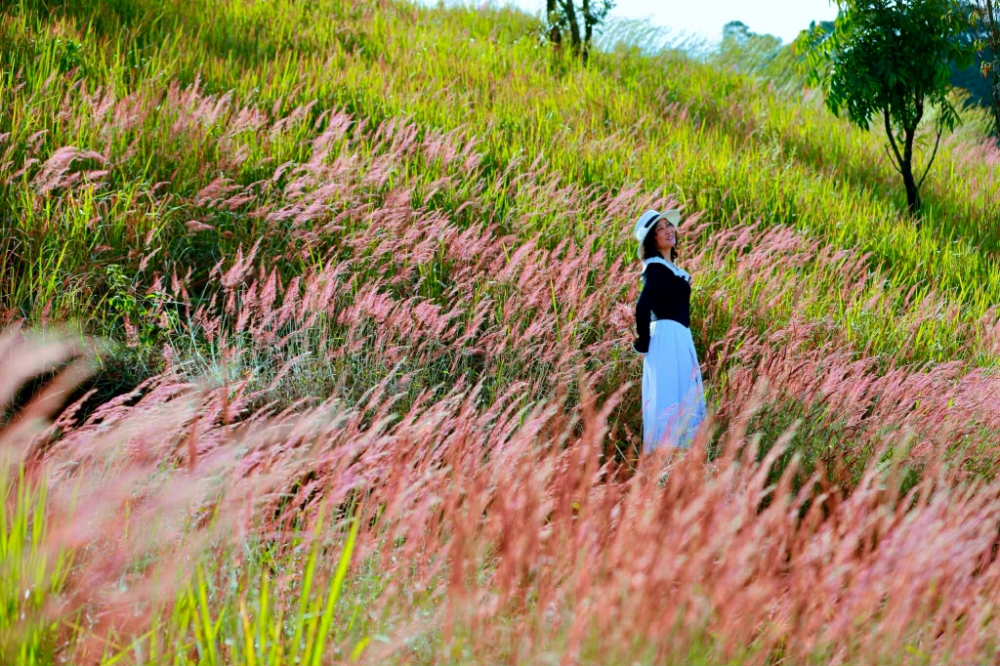 Dưới nắng trưa, những bông cỏ chuyển từ sắc đỏ tía sang hồng rực, tạo nên những vệt màu uyển chuyển, ấm áp giữa tiết trời se lạnh. Ảnh: Trần Anh Chiến