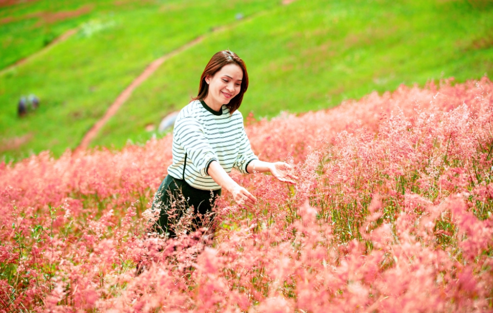 Khác với loài cỏ hồng mọc sát đất, cỏ lau hồng (nhiều nơi gọi là cỏ đuôi chồn) có thân cao ngang người, bông xốp và mềm. Dưới nắng trưa, những bông cỏ chuyển từ sắc đỏ tía sang hồng rực, tạo nên những vệt màu uyển chuyển, ấm áp giữa tiết trời se lạnh. Ảnh: Quý Saigon