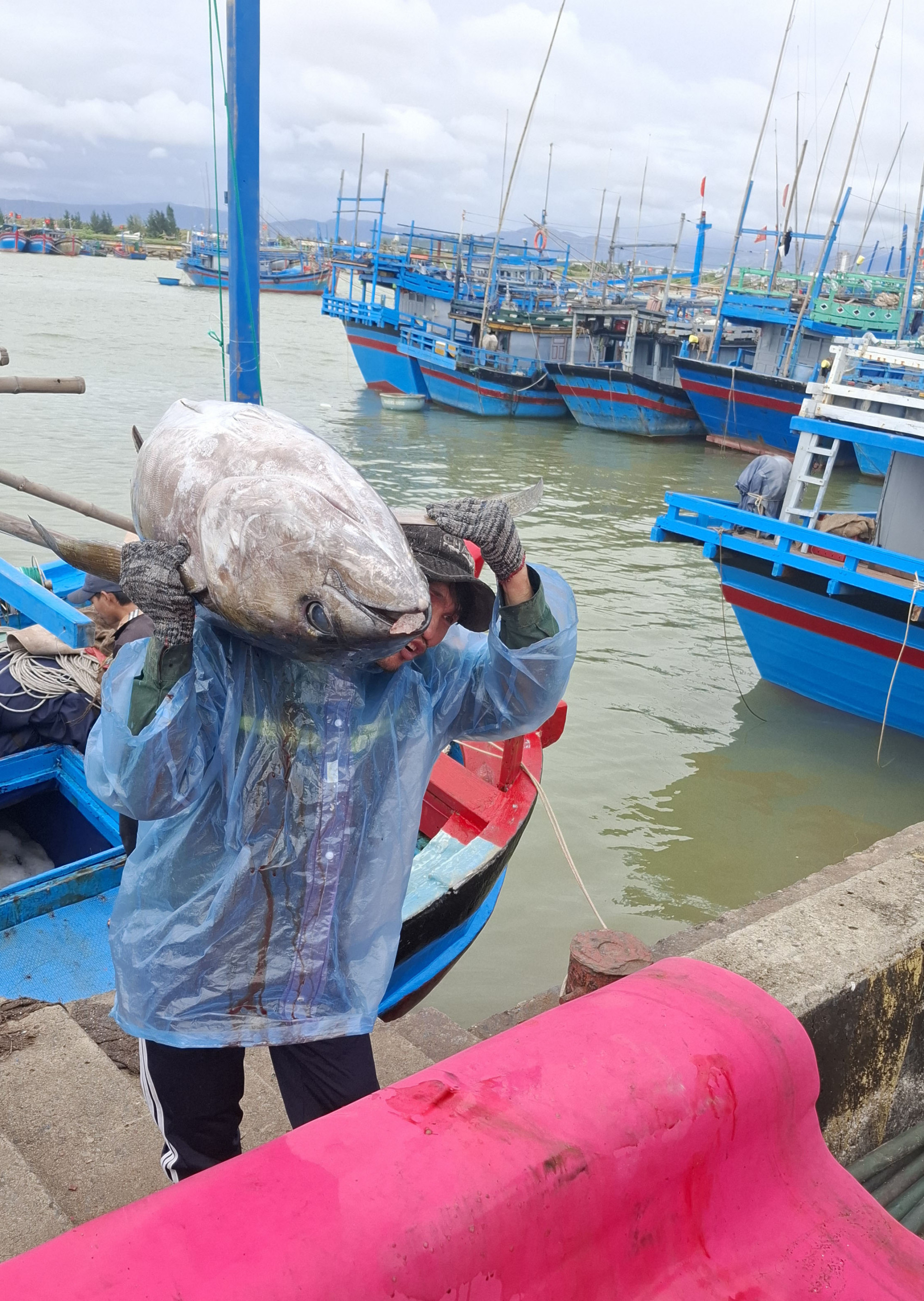 Có những con cá ngừ đại dương cỡ lớn mỗi con cân nặng từ 50 -80kg- Ảnh: Mạnh Hoài Nam