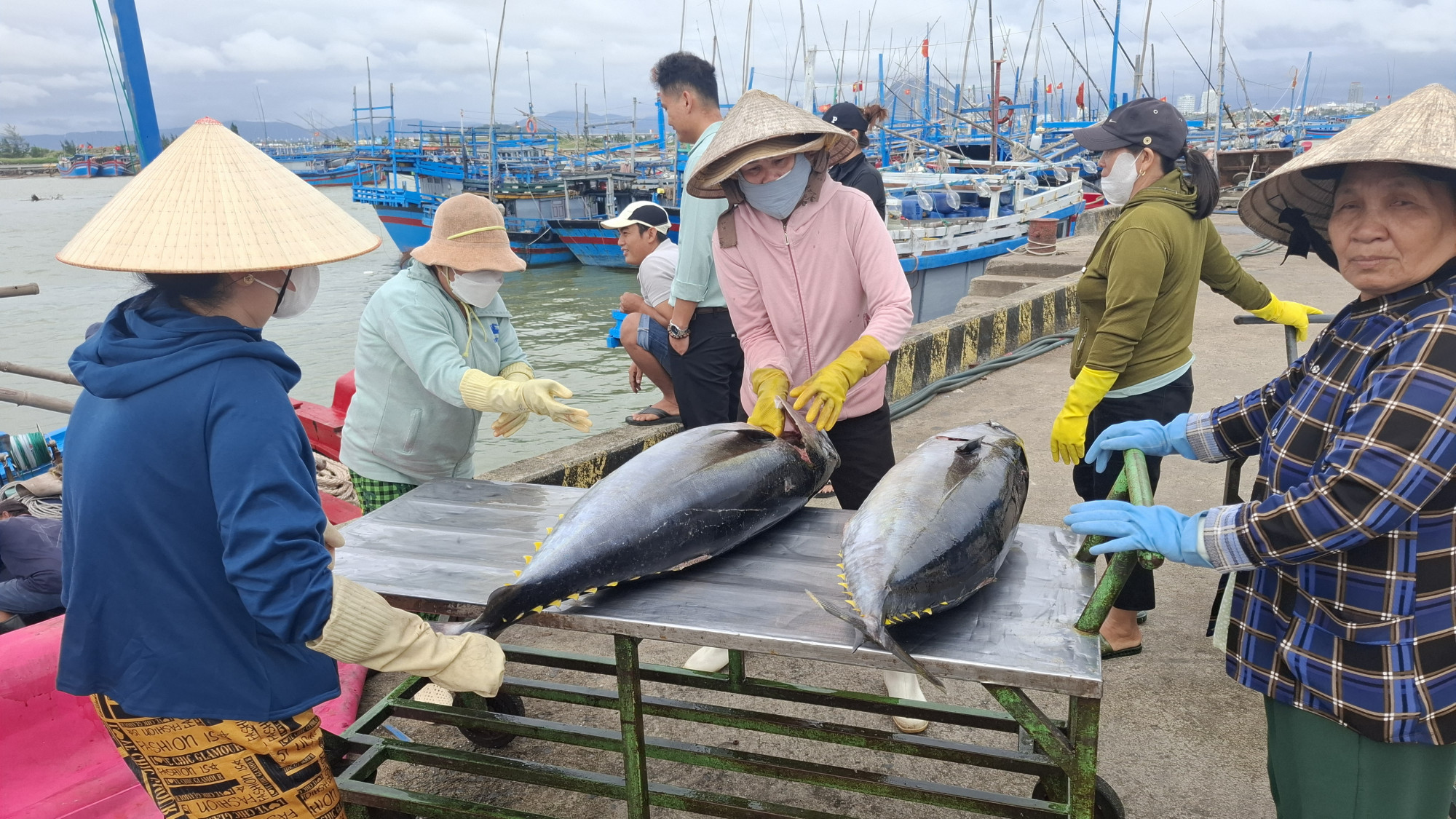Cá ngừ đại dương đặt lên bàn đẩy- Ảnh: Mạnh Hoài Nam