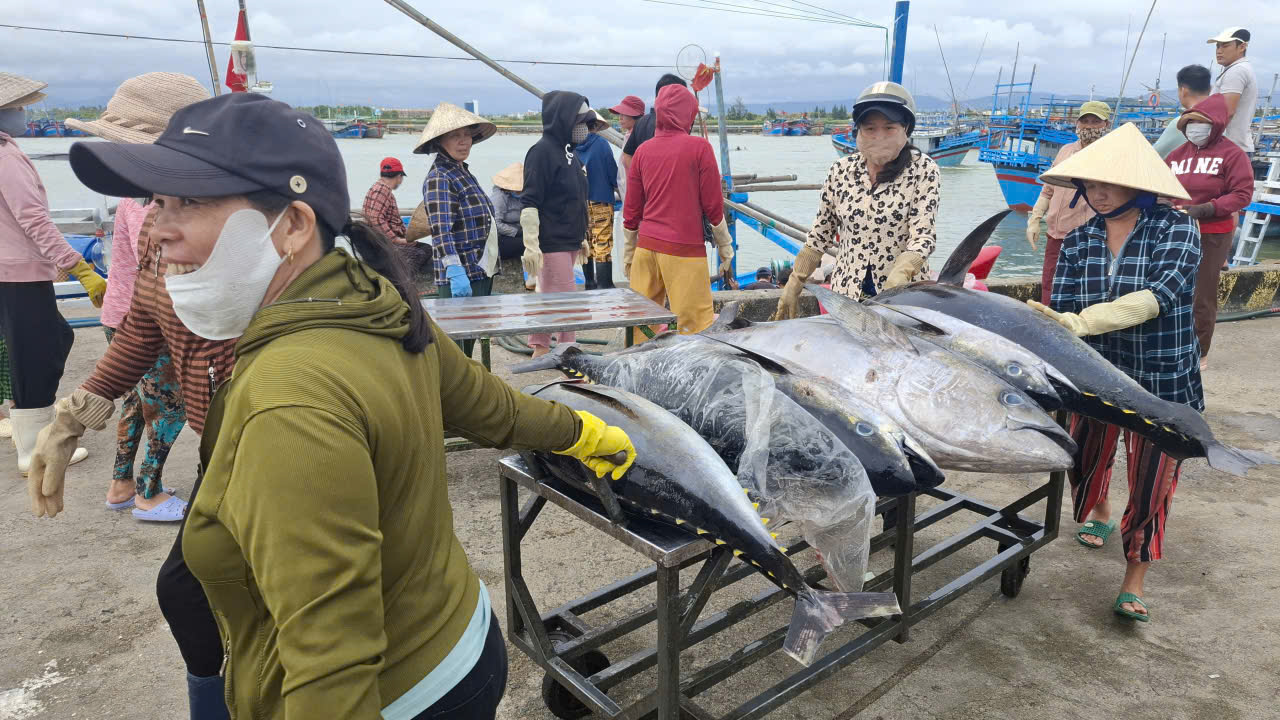 Công nhân đưa cá vô nhà xưởng. Ảnh: Mạnh Hoài Nam