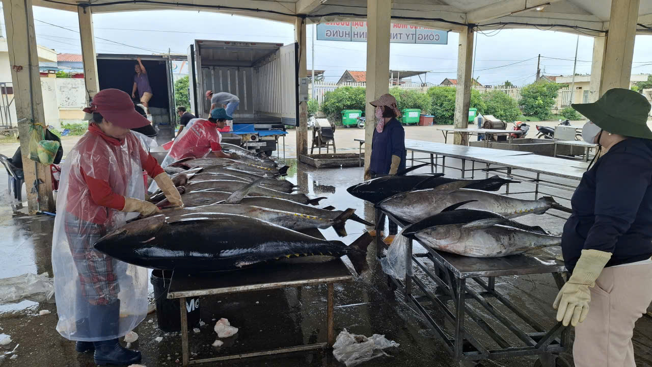 Cá ngừ đại dương rửa sạch bốc mang sơ chế ban đầu- Ảnh: Mạnh Hoài Nam