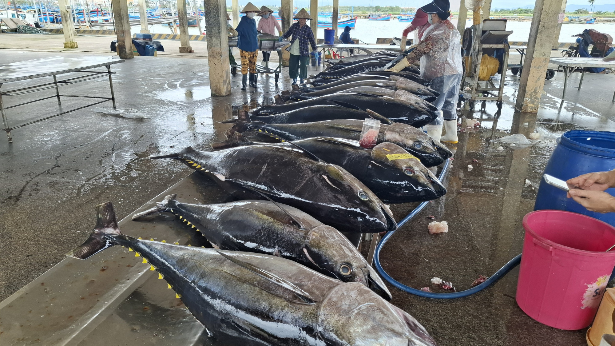 á ngừ đại dương ướp đá lạnh chuẩn bị đưa lên xe đông lạnh- Ảnh: Mạnh Hoài Nam