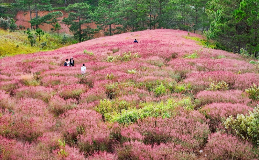 Du khách thích thú trải nghiệm cảm giác mềm mượt của những bông cỏ lau hồng đang độ trổ bông rực rỡ nhất.. Ảnh: Quý Saigon