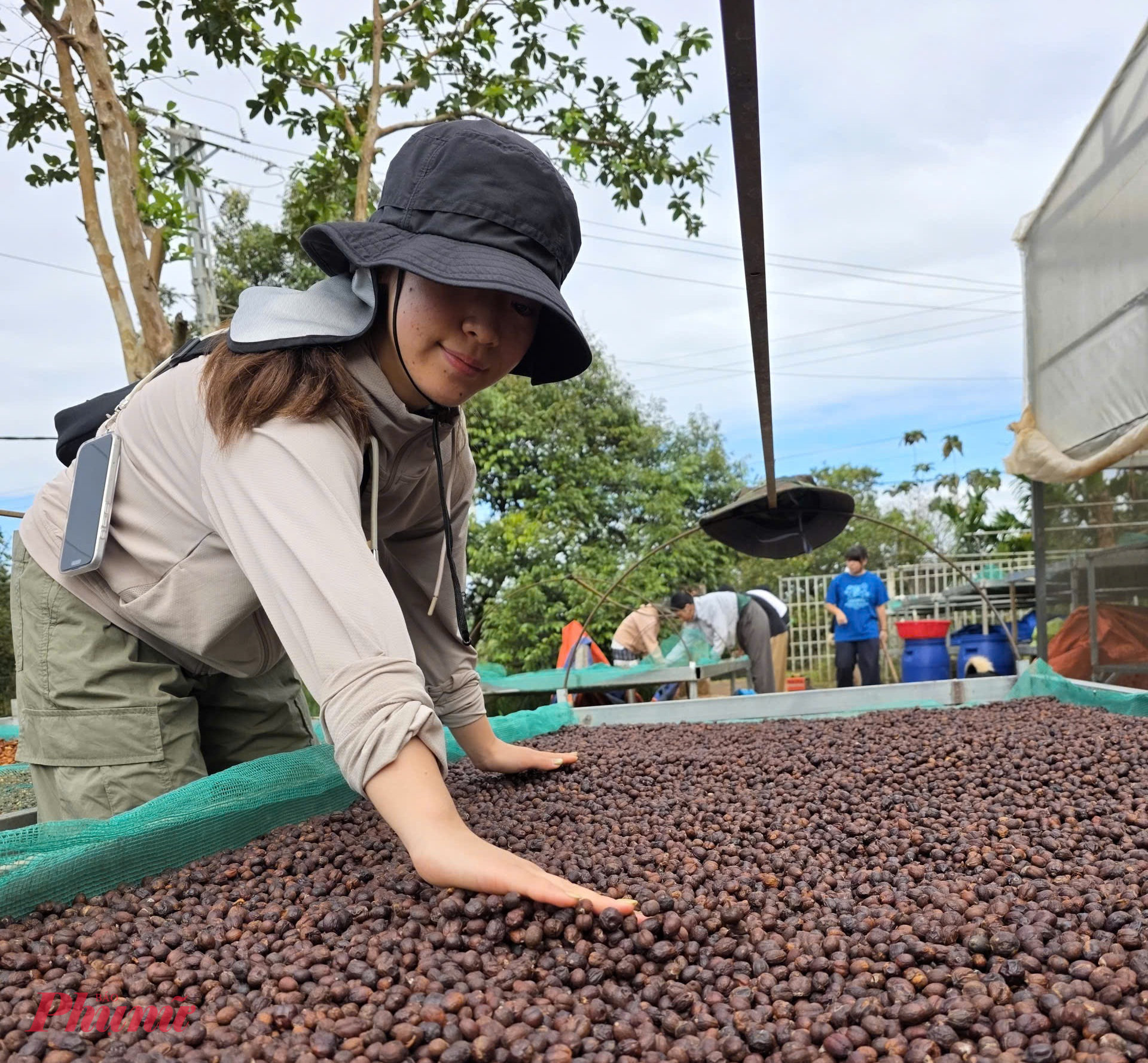 Không dừng lại ở khâu thu hoạch, du khách còn được trải nghiệm các công đoạn chế biến cà phê theo phương pháp thủ công: từ phơi quả dưới nắng, rang hạt trên bếp, đến xay và pha cà phê.