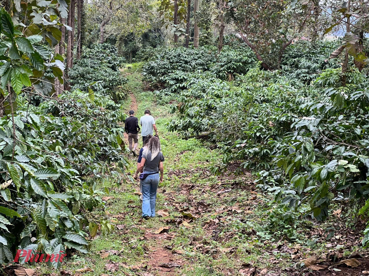 Du khách không chỉ dạo bước giữa những vườn cà phê chín đỏ, mà còn trực tiếp xắn tay áo xuống rẫy, hóa thân thành “nông dân” thực thụ. 