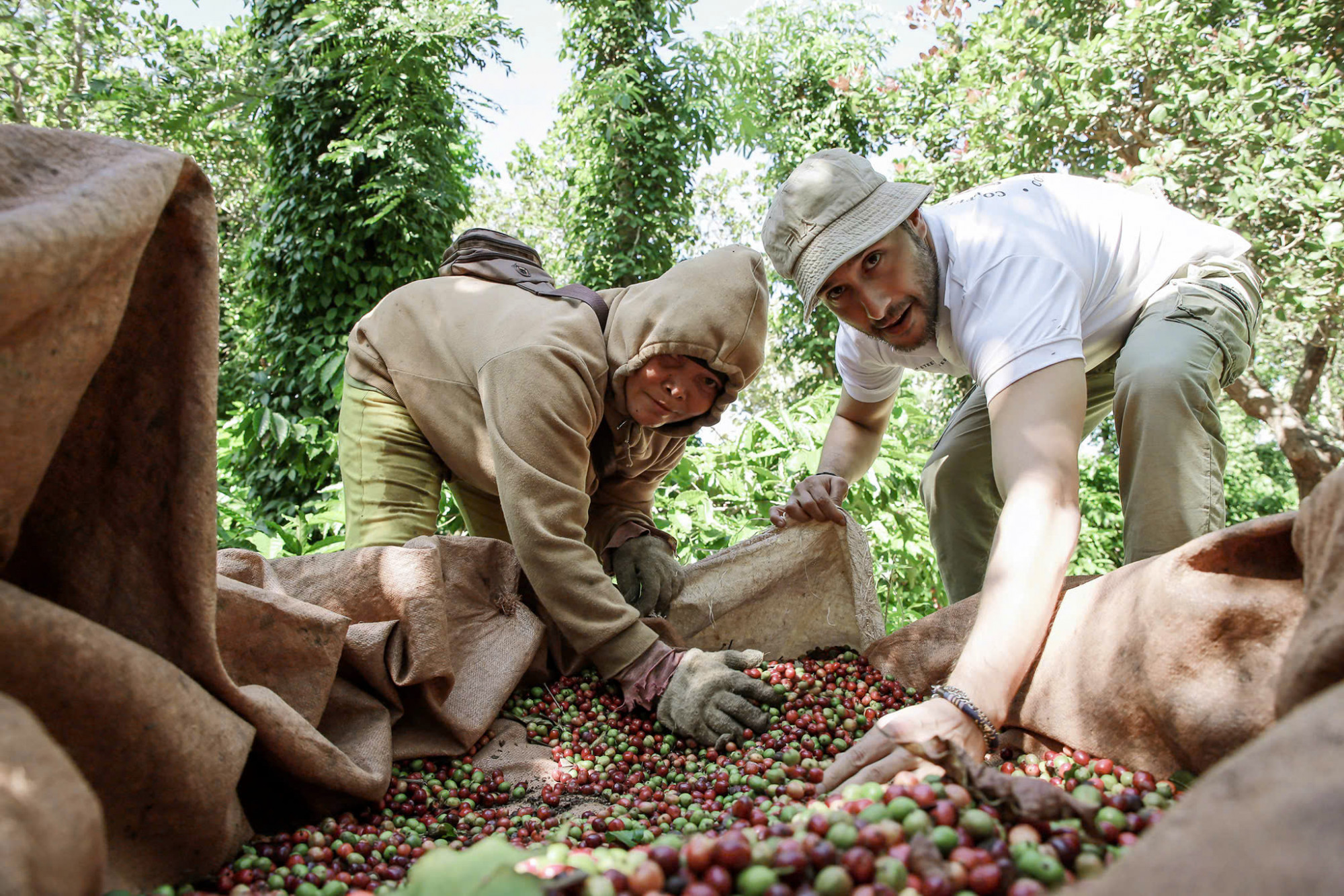 Mùa thu hoạch cà phê ở Đắk Lắk hôm nay không chỉ là câu chuyện được mùa hay giá cả, mà đã trở thành nhịp cầu kết nối giữa nông nghiệp, du lịch và văn hóa bản địa. 
