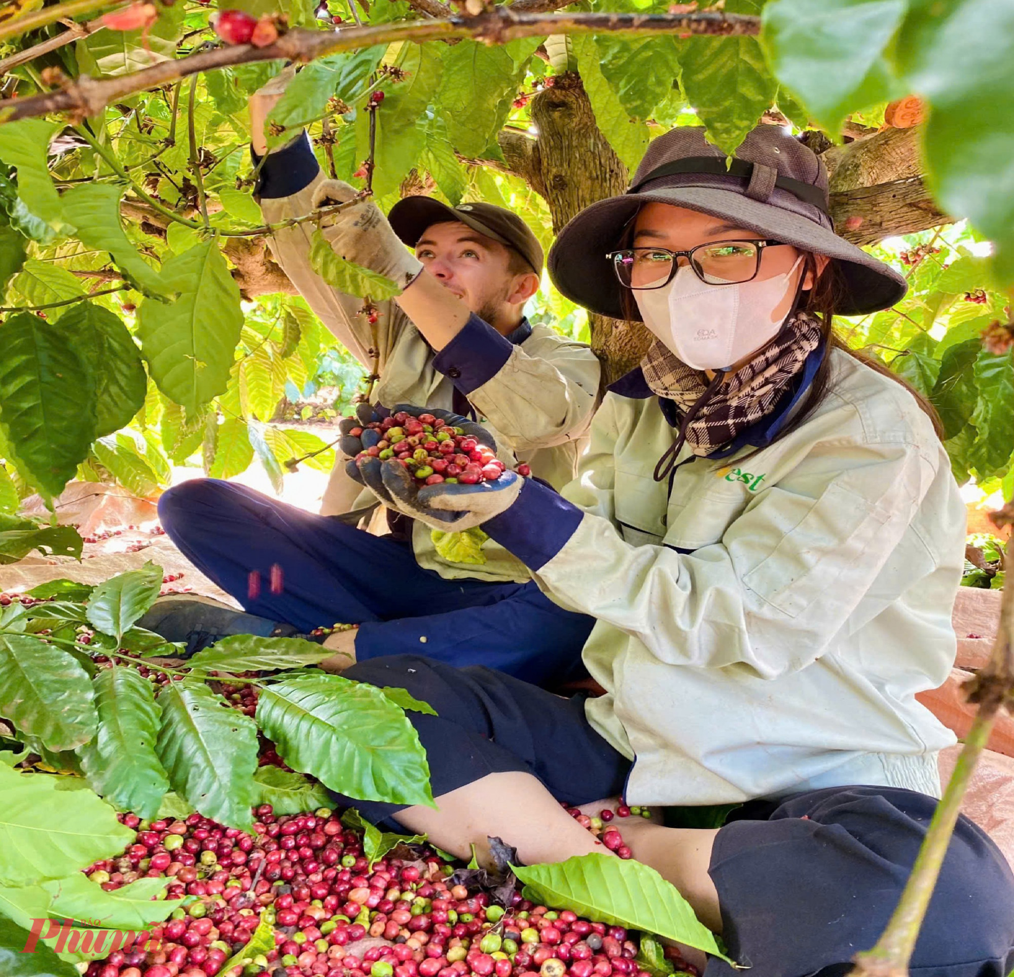 Không khí lao động khẩn trương nhưng đầy phấn khởi ấy không chỉ làm ấm lên vùng đất đỏ bazan, mà còn trở thành “thỏi nam châm” hấp dẫn du khách quốc tế - Ảnh: T.D. 