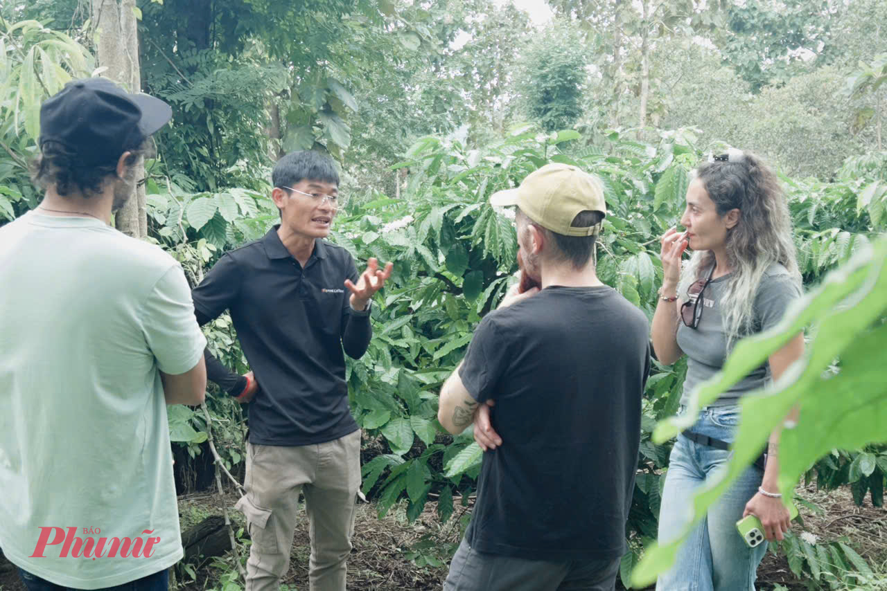 Ông Nguyễn Tuấn Dũng – Giám đốc Công ty TNHH iForest, chủ Nông trại bền vững iForest (xã Ea Kiết, tỉnh Đắk Lắk) cho biết, trong mùa thu hoạch cà phê năm 2025, nông trại đã đón 18 du khách Nhật Bản, 7 du khách Thổ Nhĩ Kỳ, cùng du khách đến từ Pháp, Đức, Hungary và hơn 60 khách trong nước đến tham quan, trải nghiệm.
