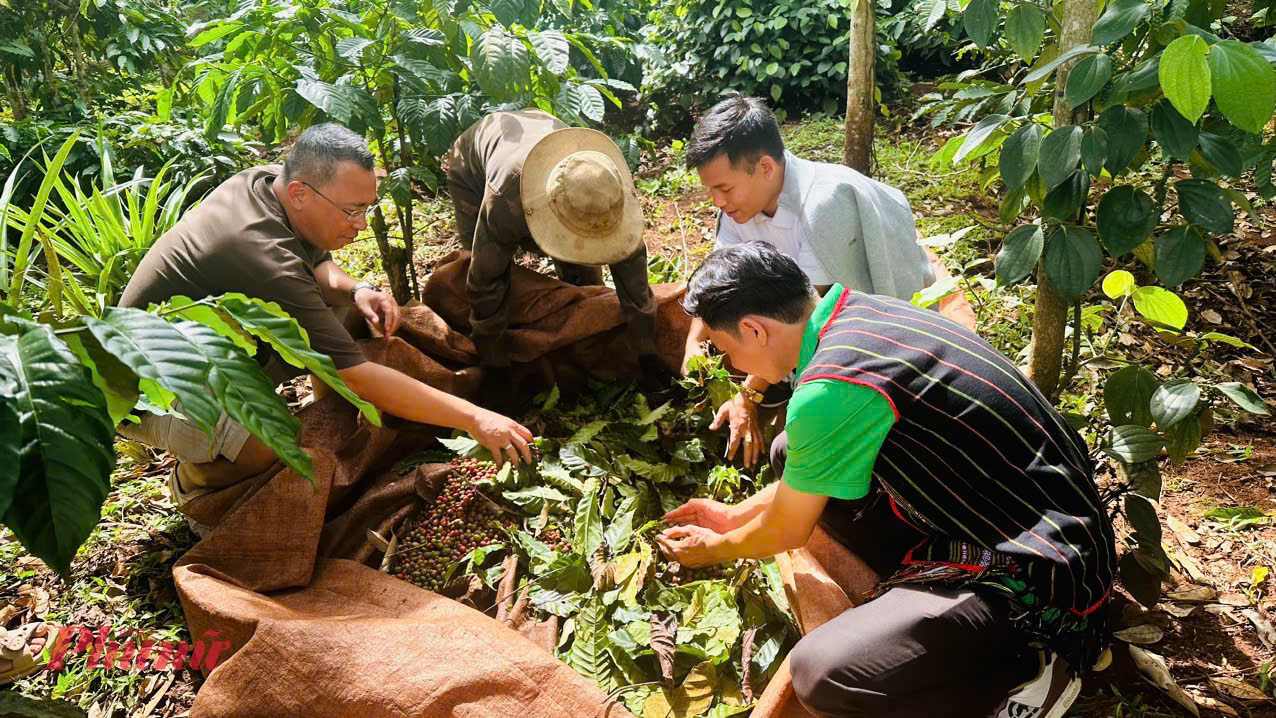 Những ngày cuối năm, khi cái se lạnh dịu dàng bắt đầu lan tỏa trên cao nguyên, người dân Đắk Lắk và các tỉnh Tây Nguyên bước vào mùa thu hoạch cà phê – mùa vụ rộn ràng nhất trong năm. 