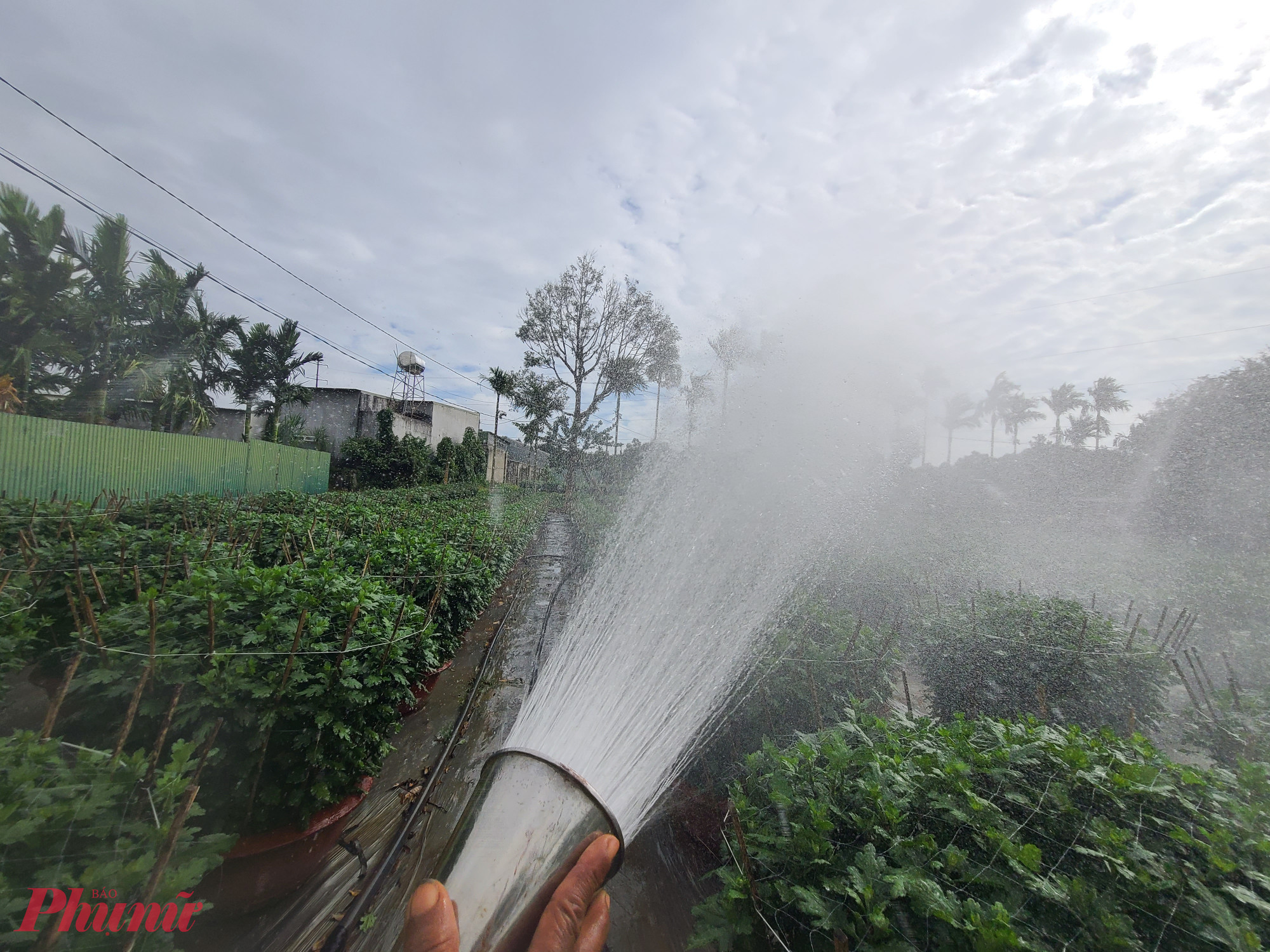 Việc tưới nước được thực hiện thường xuyên.