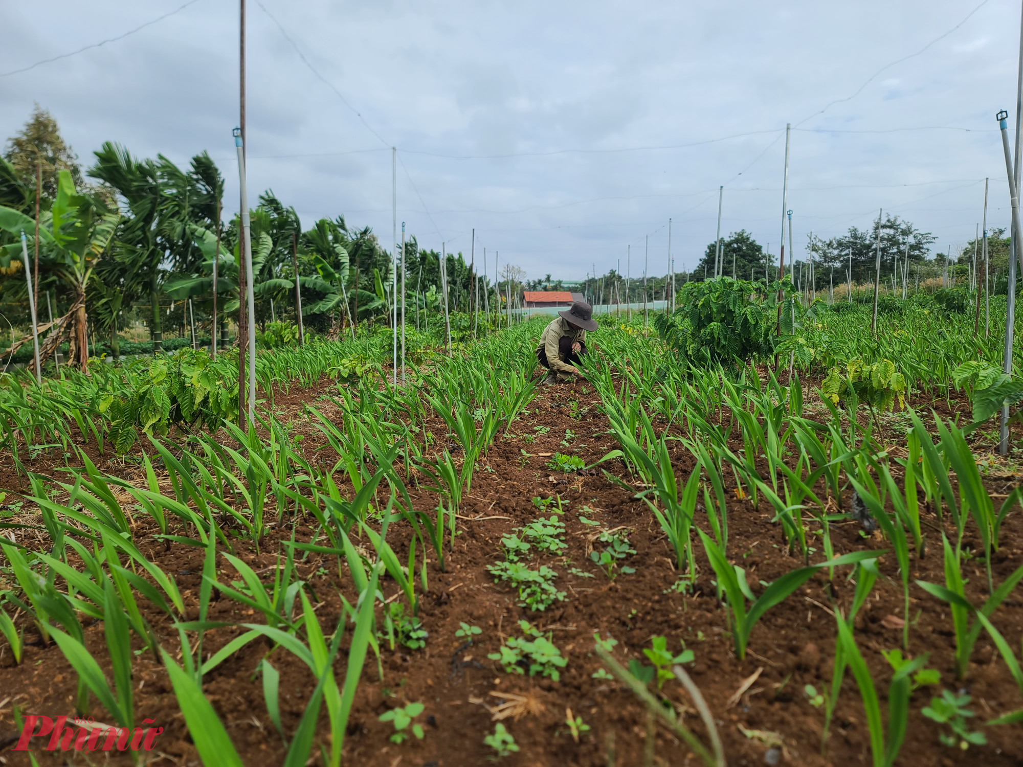 Nhiều gia đình trồng thêm hoa lay ơn để đáp ứng nhu cầu thị trường Tết.