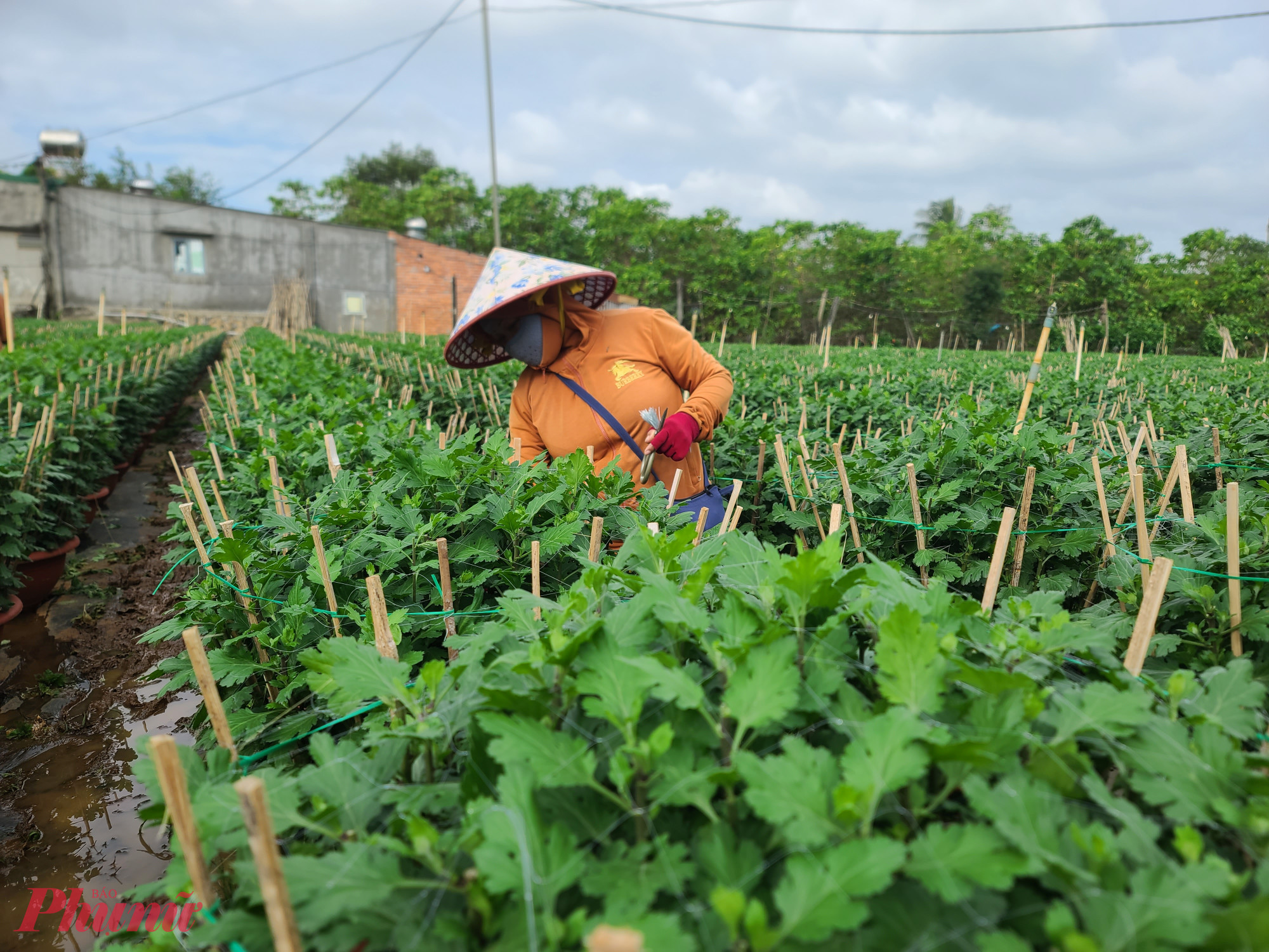 Người dân chăm sóc cẩn trọng từng chậu hoa. 