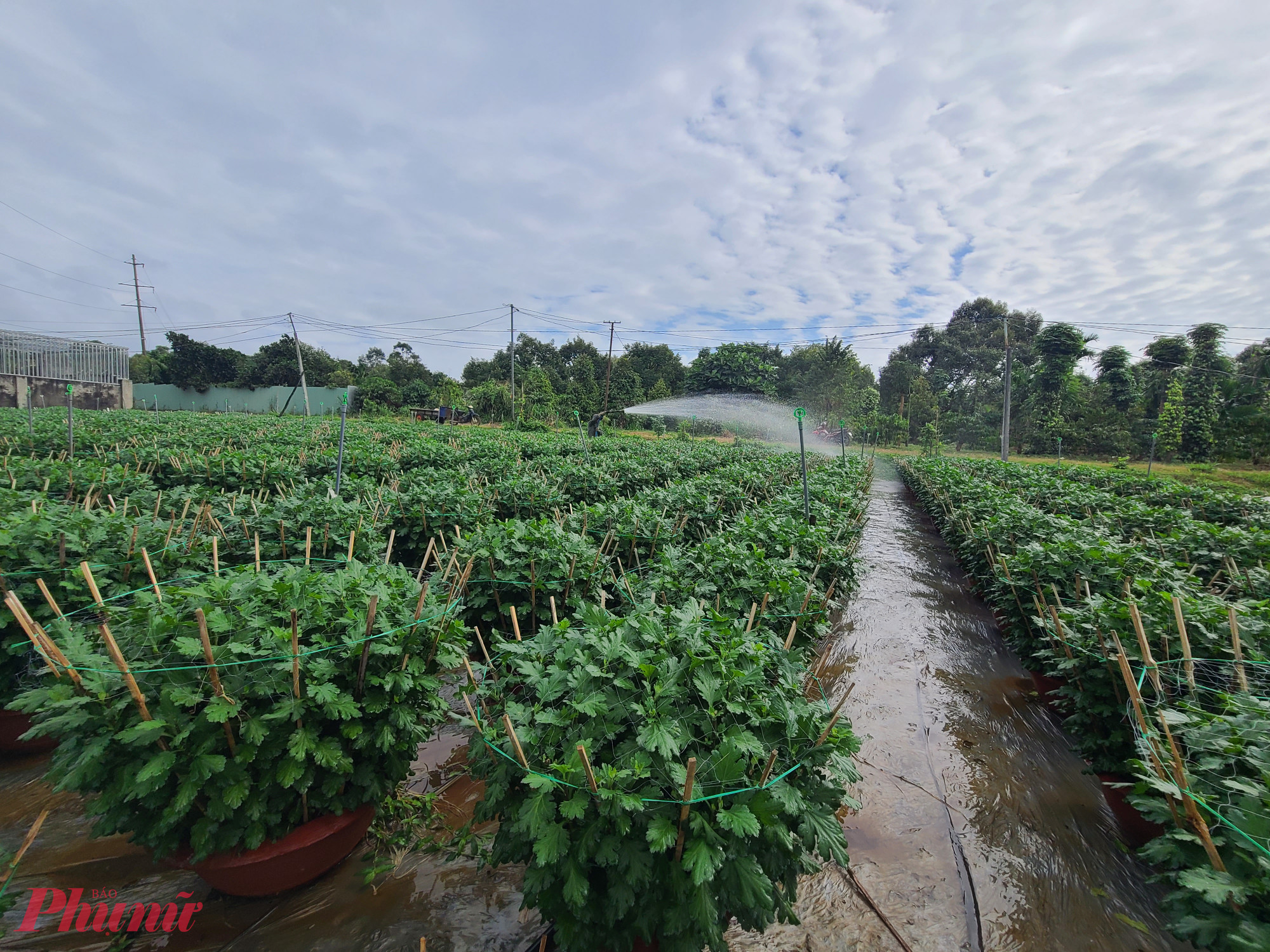 Các vườn hoa cúc ở phường Thành Nhất đang tất bật bước vào vụ Tết.