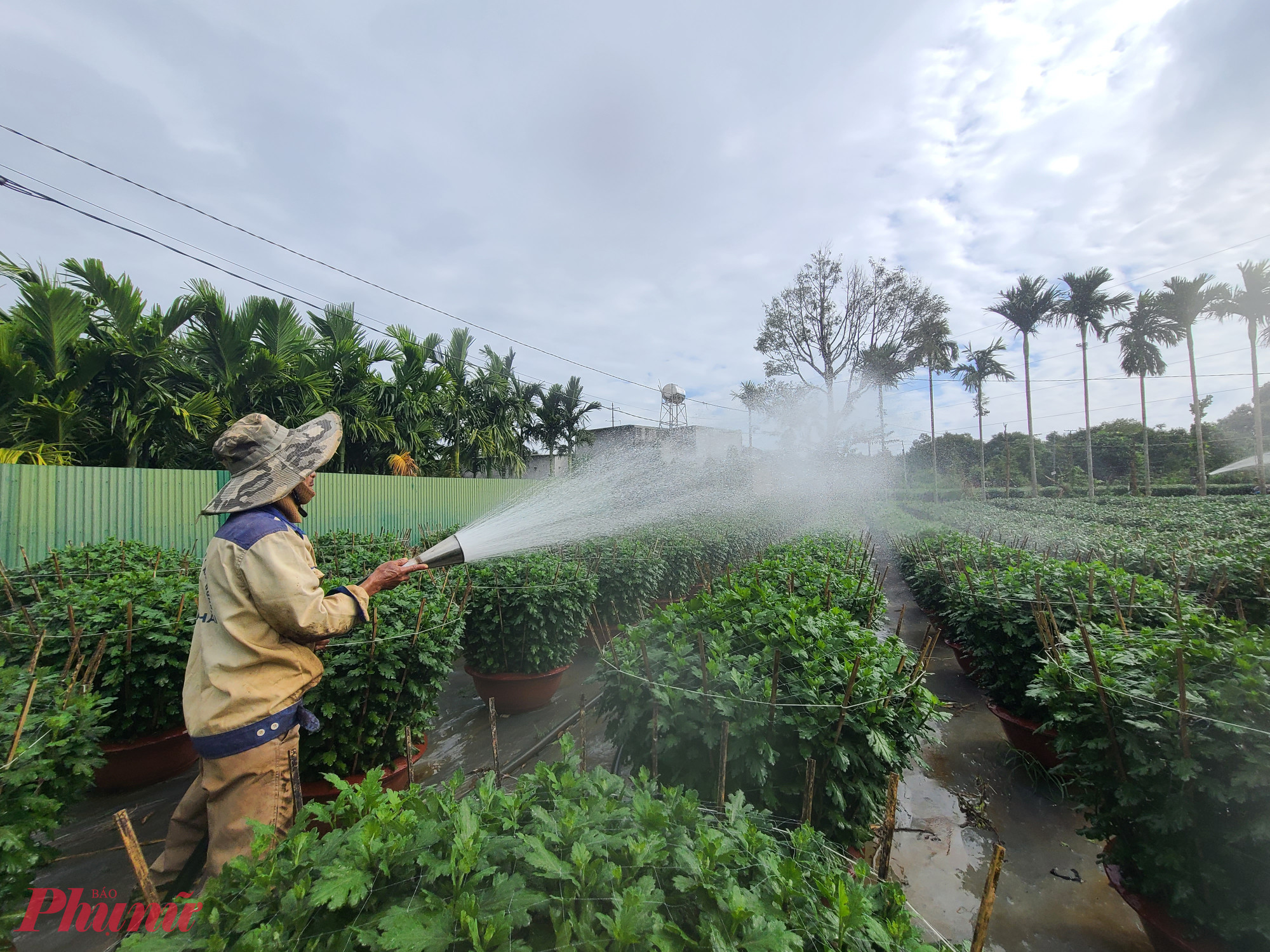 Hơn 11 giờ trưa, nhiều nhà vườn vẫn miệt mài tưới nước cho hoa cúc.