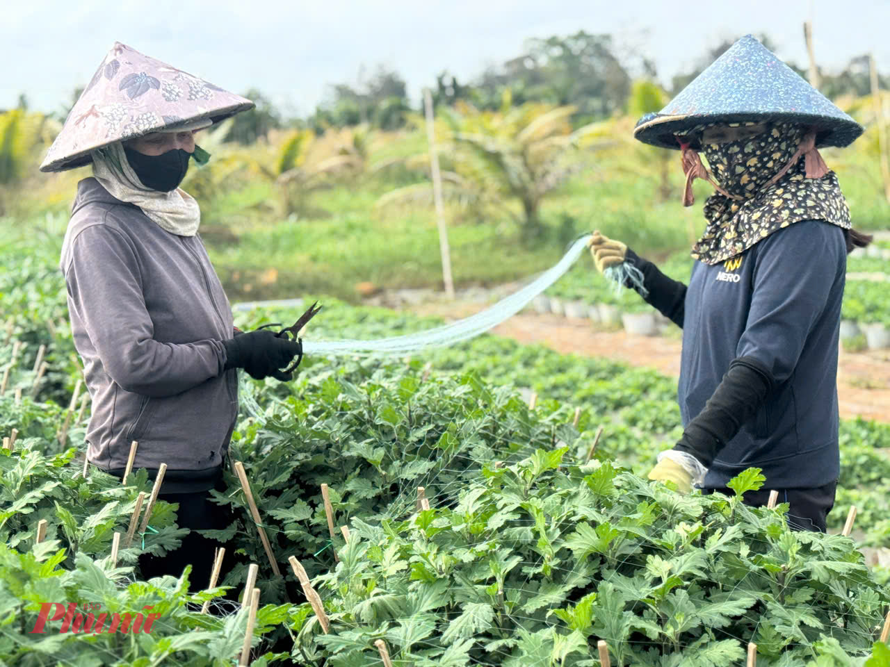 Các nhà vườn kéo lưới phủ lên từng chậu hoa.