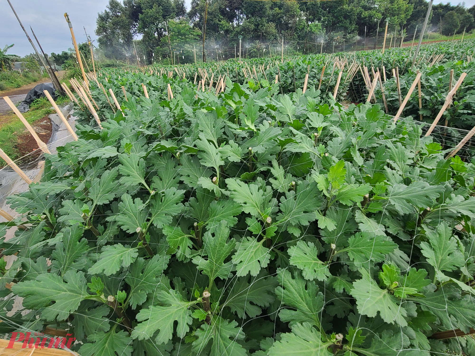 Hầu hết nhà vườn đã hoàn tất việc tạo tán, phủ lưới.