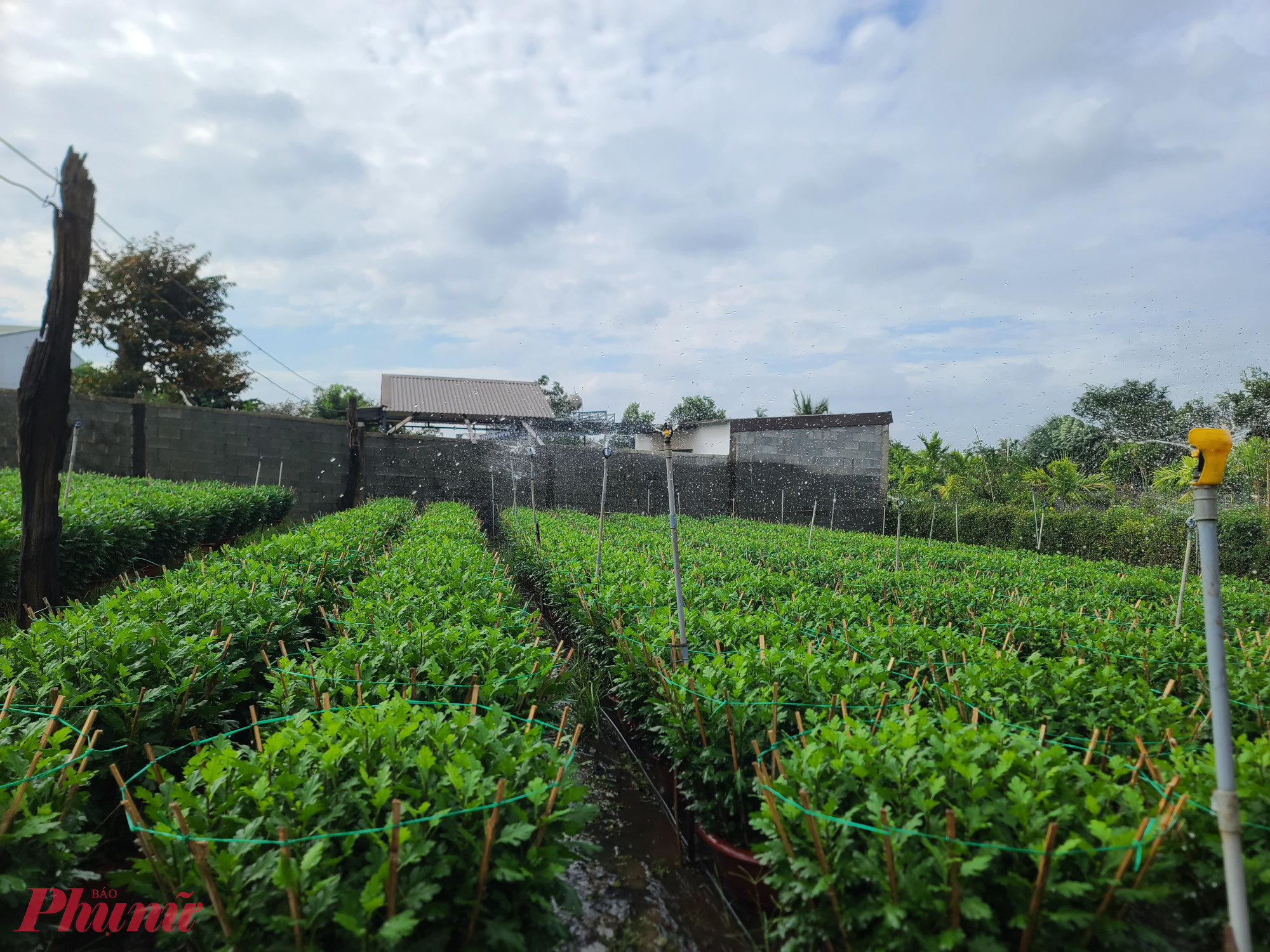 Nhiều hộ đầu tư hệ thống tưới tiết kiệm cho vườn hoa.