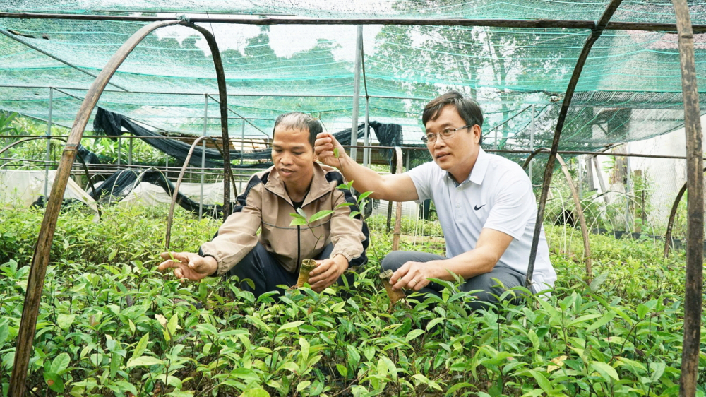 Mỗi năm, vườn ươm của C’lâu Thái Ngọc cung ứng ra thị trường khoảng 35.000 cây ba kích giống, giúp bà con cùng phát triển kinh tế rừng